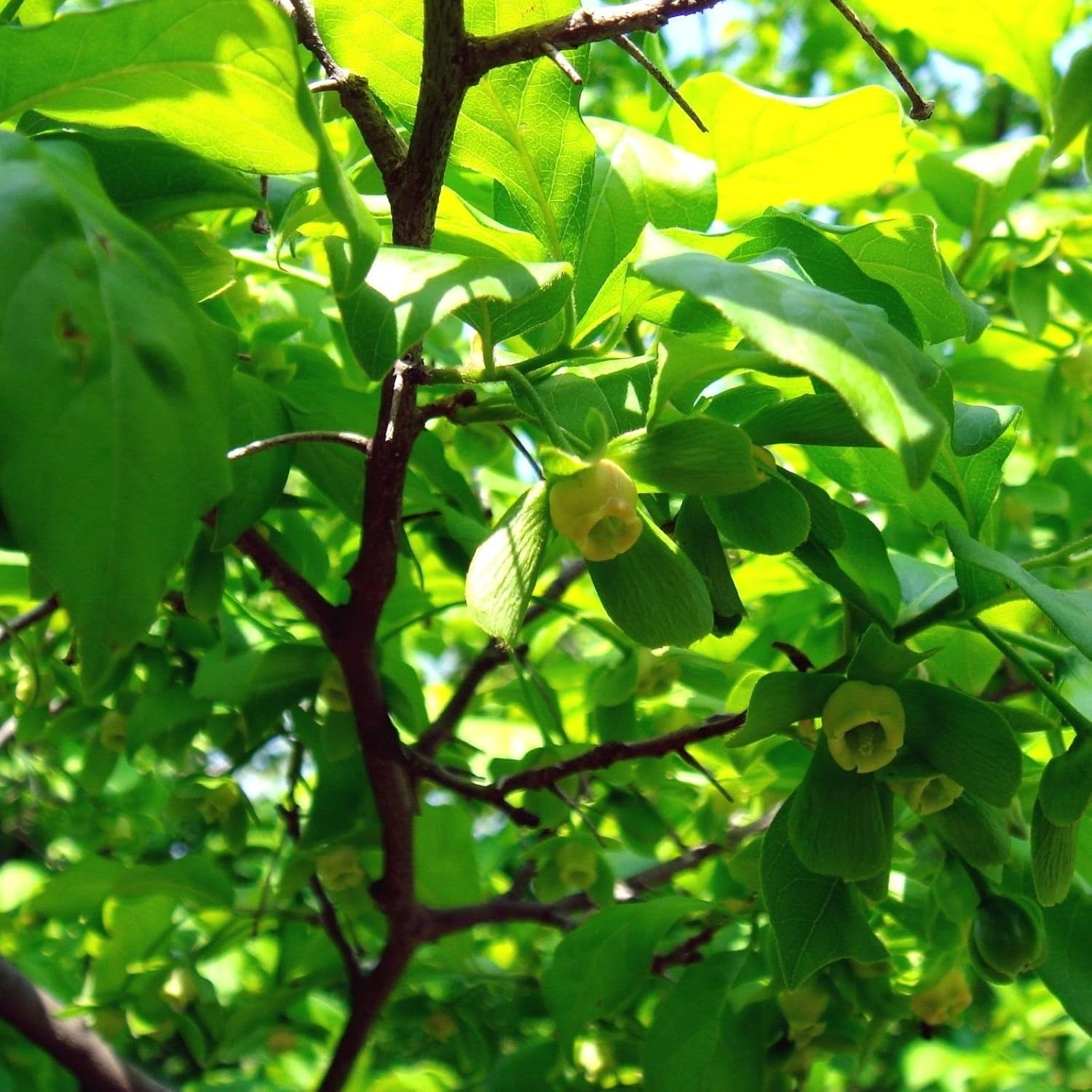 Diamond-leaf Persimmon Diospyros Rhombifolia 5 Seeds