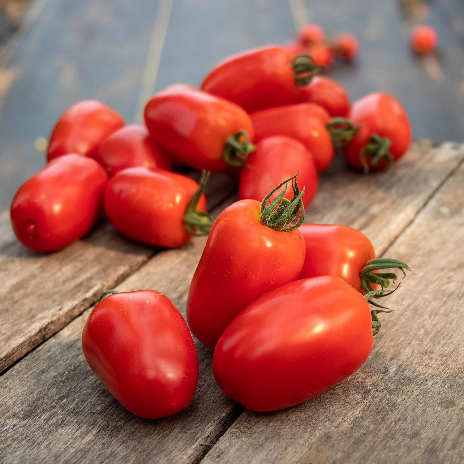 Eden Brothers Tomato Seeds - Persimmon Non-GMO Seeds for Planting, 1 oz | Low-Maintenance Vegetable Seeds, Plant During Warm Season, Zones 10, 3, 4, 5, 6, 7, 8, 9