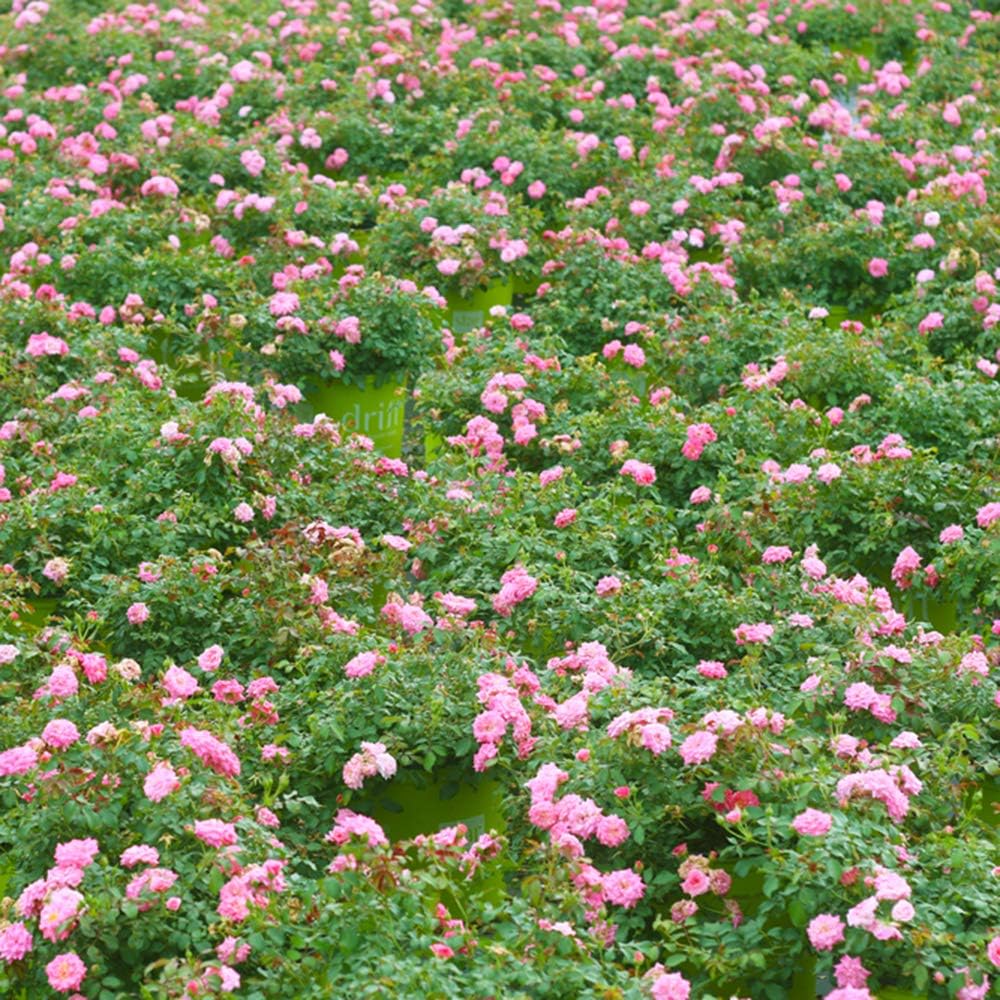 Perfect Plants Sweet Drift Rose Live Plant, 1 Gallon, Pink Ground Cover | Baby blush blooms 8 to 9 months a year, zones 5-10, low mounding perennial, drought tolerant and winter hardy