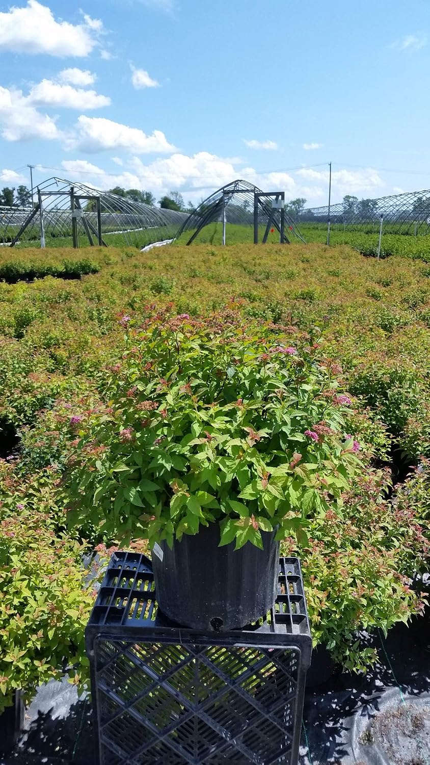 Proven Winners - Spiraea jap. Double Play Gold (Spirea) Shrub, , #3 - Size Container