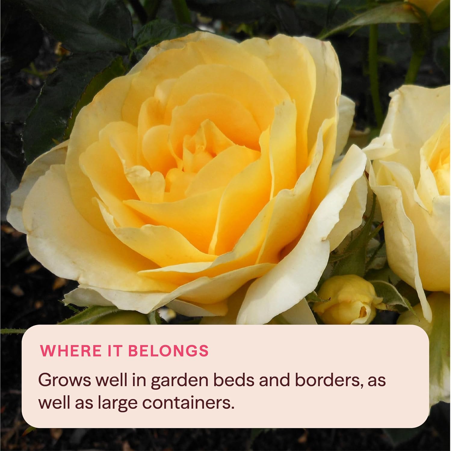 Heirloom Floribunda Roses, Live Own Root Plant, Julia Child™ | Moderately Fragrant, Hardiness Zones: 6-10, Continual Blooming,For Outdoor Gardens, Planters, and Pots