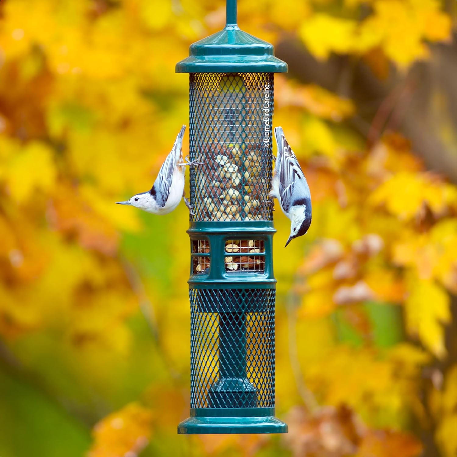 Squirrel Buster Nut Feeder Squirrel-Proof Bird Feeder for Shelled Peanuts & Dried Fruit, Weight-Adjustable, Woodpecker Friendly