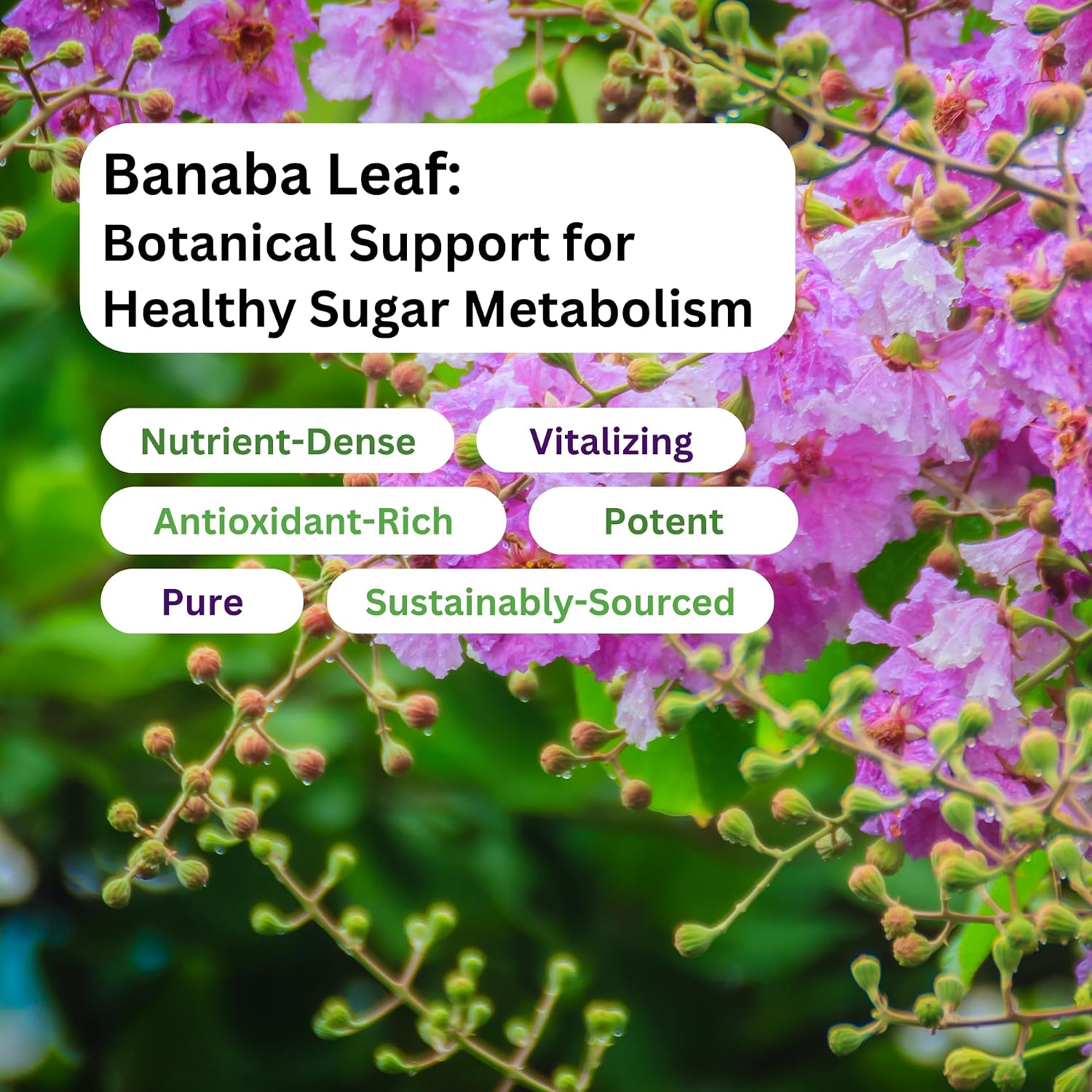 Paradise Herbs & Essentials Banaba Leaf Extract 250 mg, 180 Capsules | 12:1 concentrated formula, vegan, gluten free, non-GMO dietary supplement with a convenient daily serving format