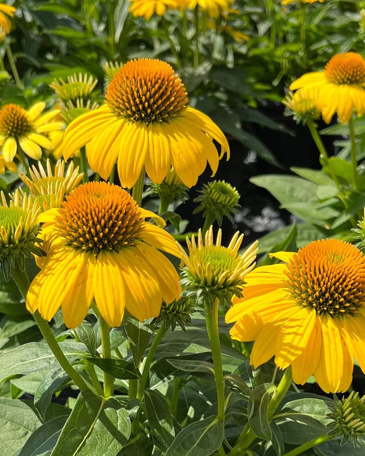 Echinacea purpurea ‘Cheyenne Spirit’ (Coneflower) Live Perennial, Size-#1 Container, Mixed Color Summer Flowers, USDA Zones 4-8