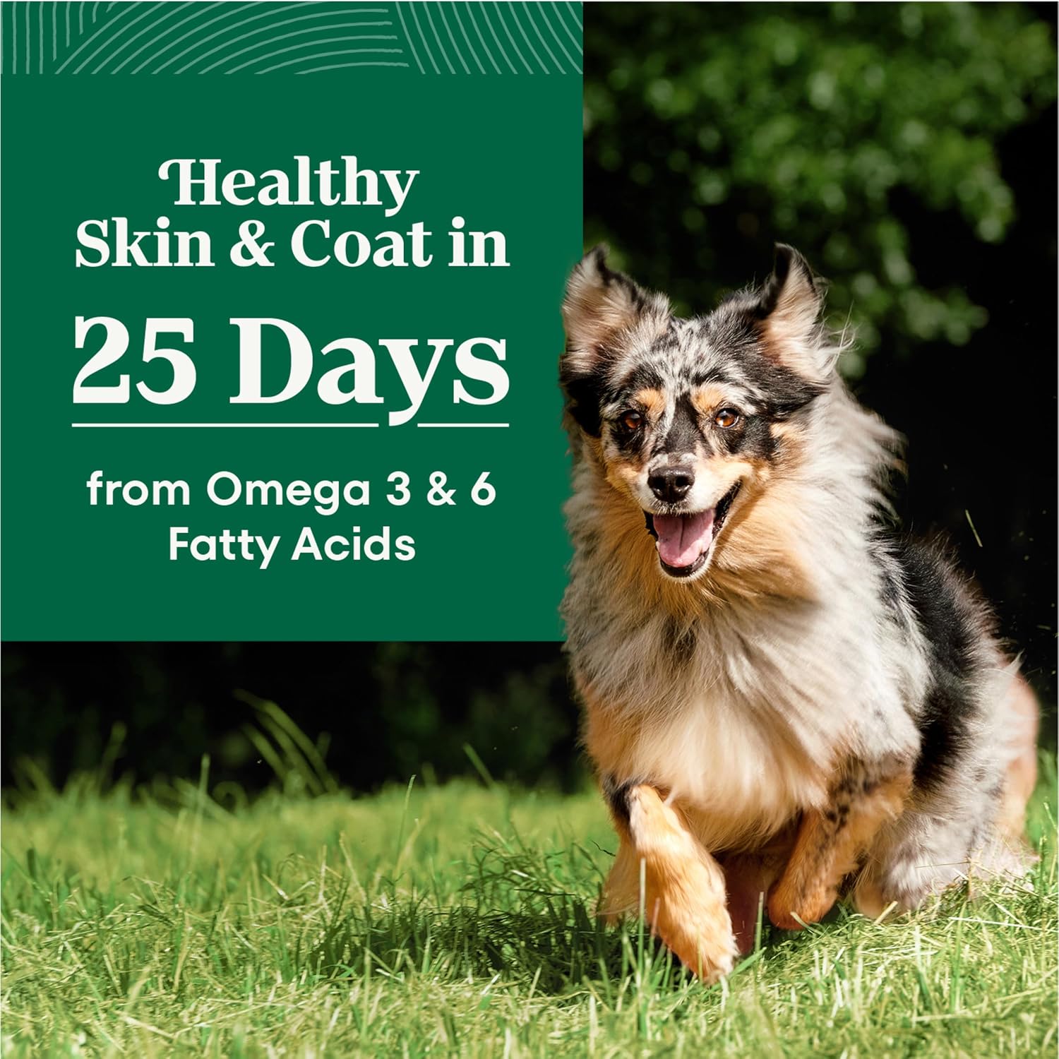 Nutro Natural Choice Senior Dry Dog Food, Chicken & Brown Rice, 30 lb | Non-GMO, Real chicken #1 ingredient, no corn, wheat, soy, supports bones, digestion & immunity, dental health & skin/coat