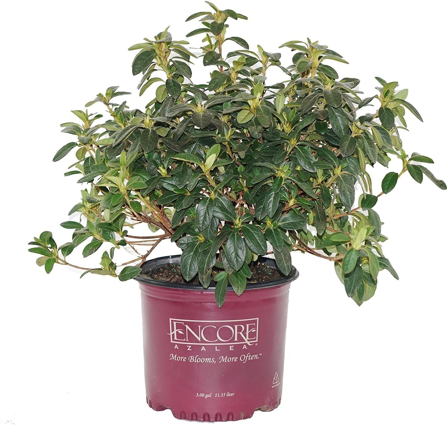 Azalea Encore Autumn Twist (Reblooming Azalea) Shrub, RB white/purple, #3 - Size Container