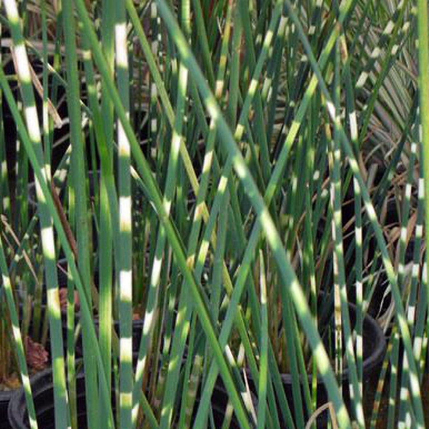 ‘Black Magic’ Taro, a Great Live Pond Plant for Your Water Garden. Filters The koi and Goldfish Pond. Good for Bogs