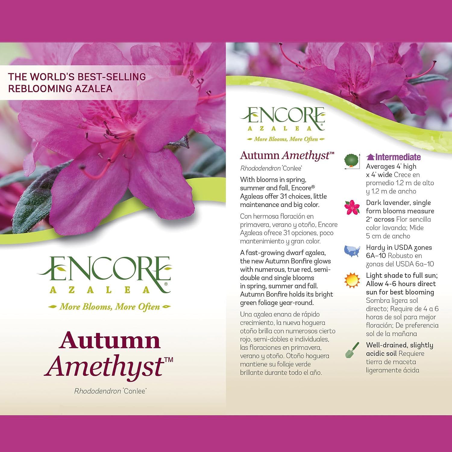 Encore Azalea 2 Gal. Autumn Amethyst Azalea Shrub