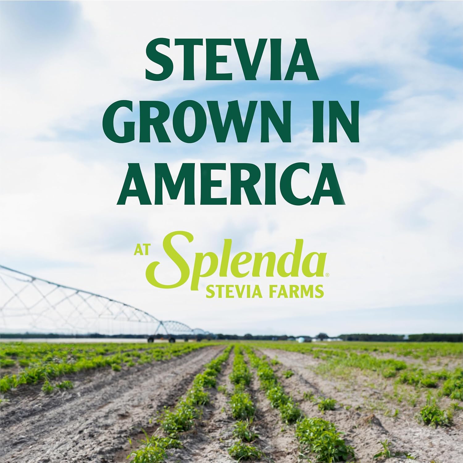 SPLENDA Stevia Zero Calorie Sweetener, Plant Based Sugar Substitute Granulated Powder, 19 oz Jar