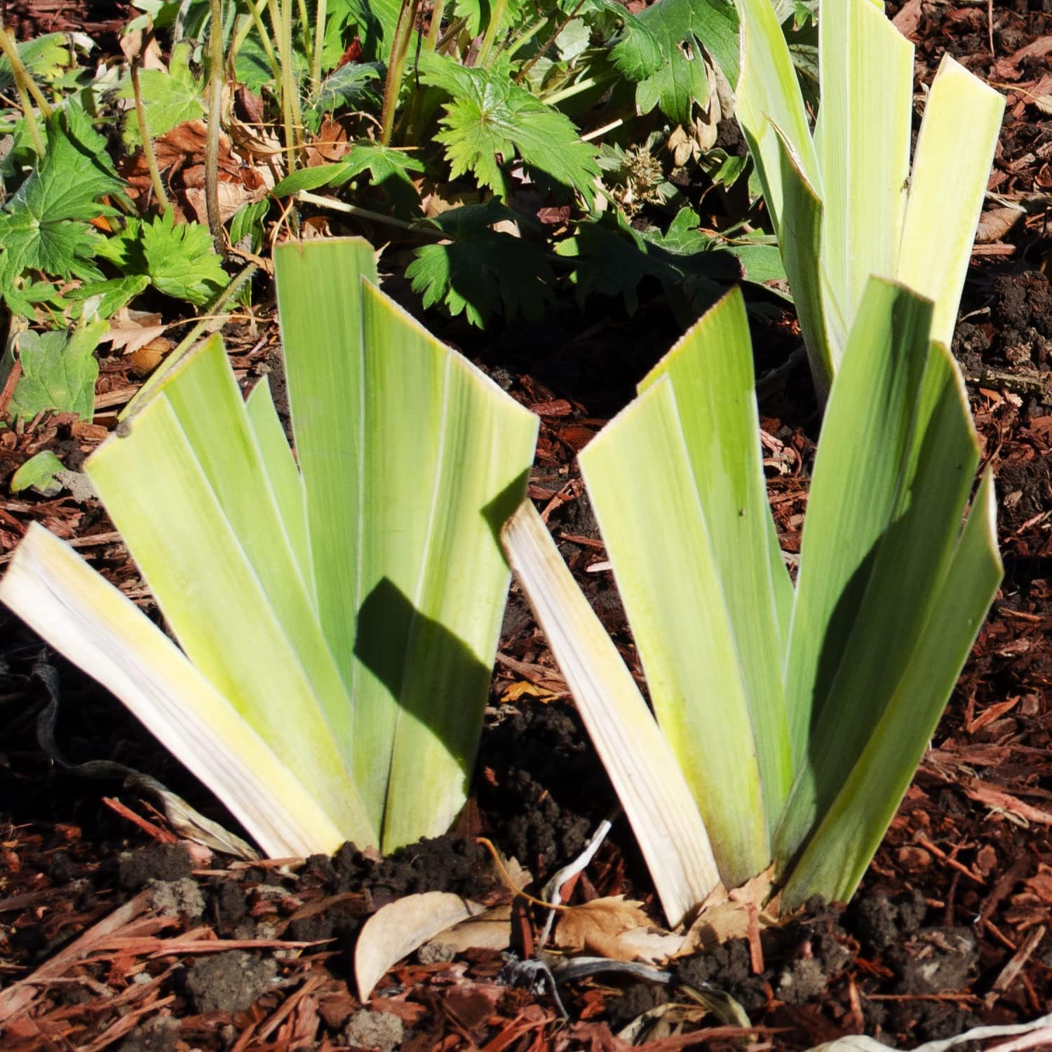 Picasso Moon Bearded Iris (Iris germanica) Plant Potted, Large Yellow Flowers, Heavy Bloomer, Stargazer Perennials
