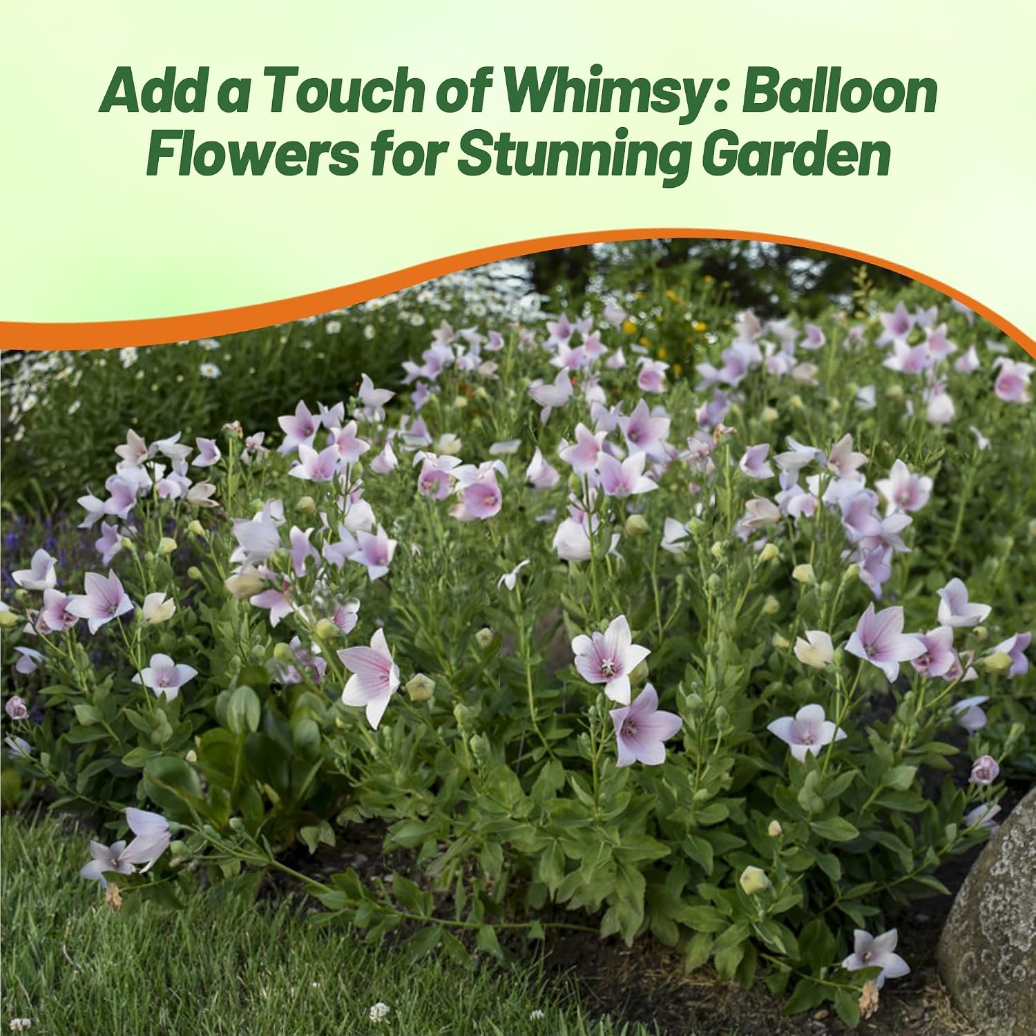 Outsidepride Blue Balloon Flower Seeds for Planting – 1000 Pcs Perennial, Drought-Tolerant, Easy to Grow, Low Maintenance, Pollinator-Friendly, Star-Shaped Blooms for Outdoor Gardens and Borders