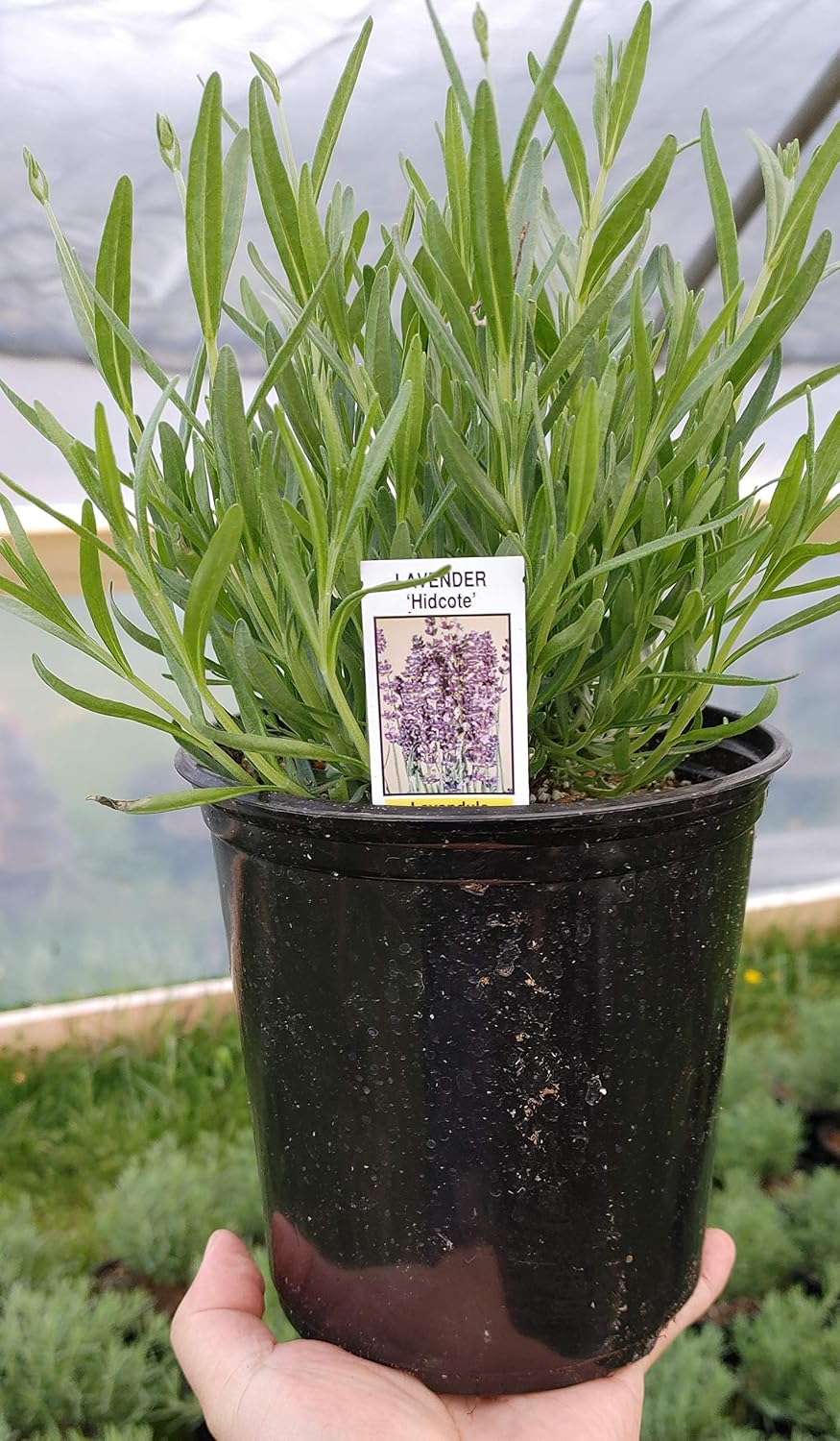 L+ Hidcote Blue Lavender — 4 Live Plants in 4" Pots — Deep Purple-Blue Flowers — Fragrant, Bee-Friendly, Drought & Deer Resistant Perennial — Zones 5–9, Cut Flower & Sachet
