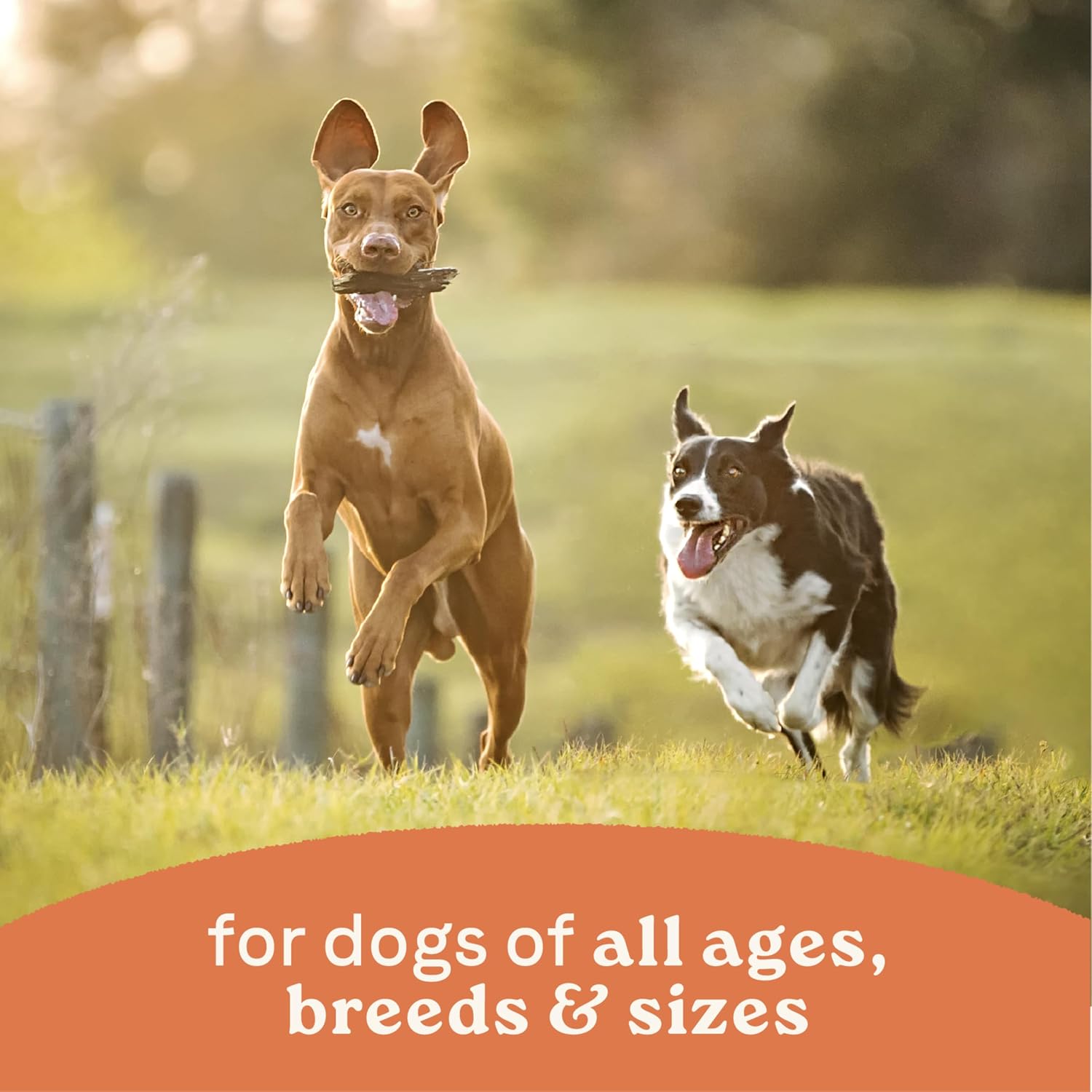 Canidae All Life Stages Premium Wet Dog Food for All Breeds, All Ages, Chicken & Rice Recipe, 13 oz. (Case of 12)