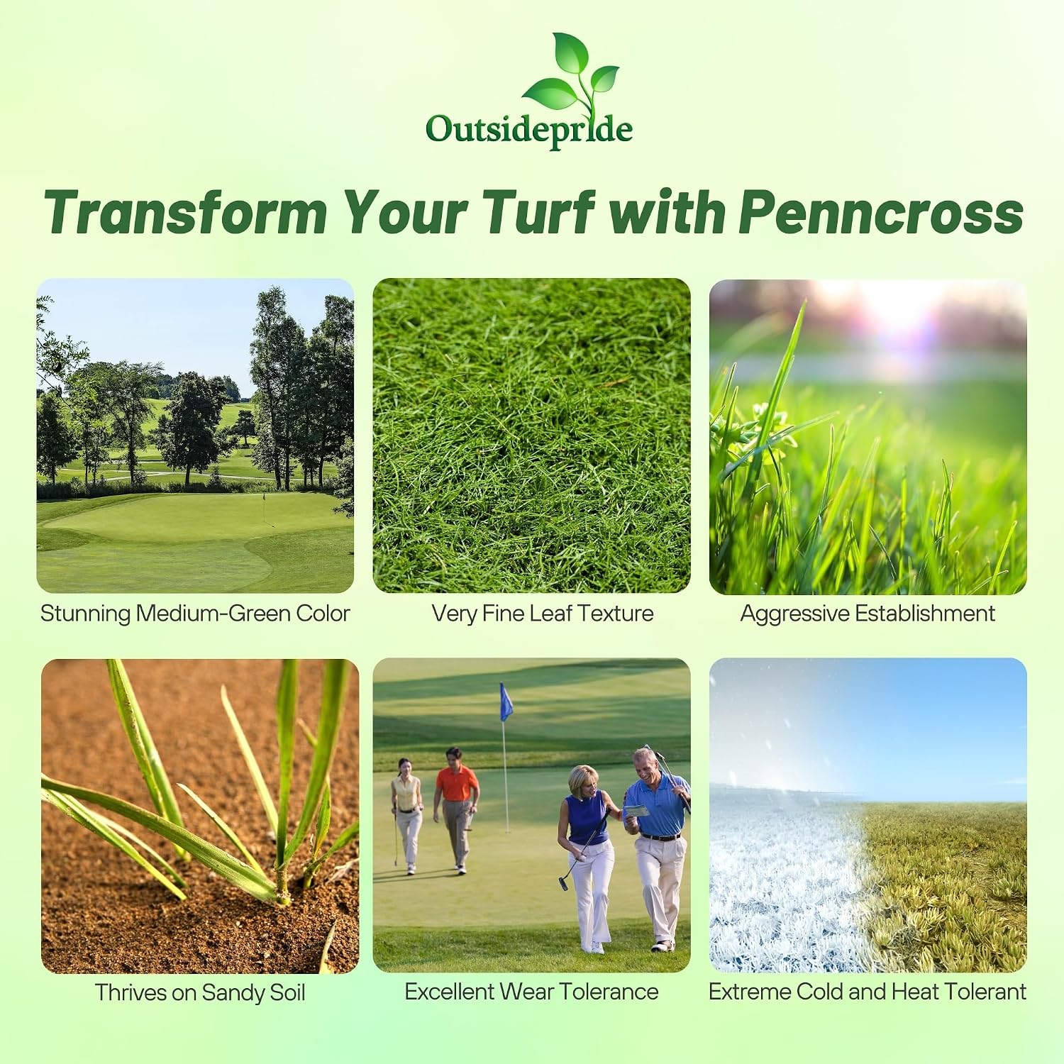 Outsidepride PC2.0 (Penncross) Creeping Bent Grass Seed – 2 lbs. Premium Golf Course Grade, Dense, Wear-Resistant Turf Grass Seeds for Tees, Putting Greens & Fairways, Ideal for High Traffic Areas
