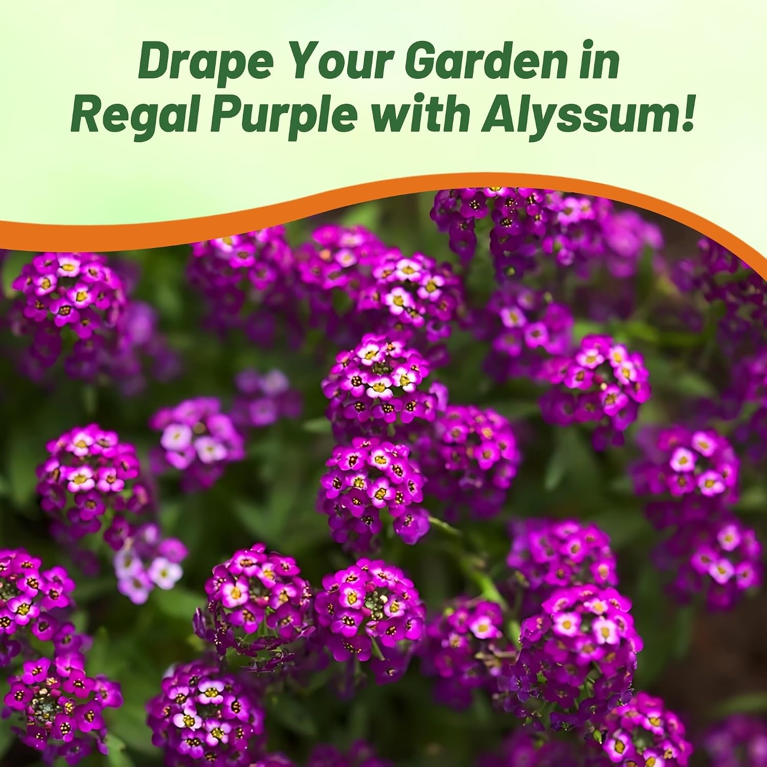 Outsidepride Oriental Nights Alyssum Seeds - 5000 Pcs Annual, Drought-Tolerant & Pollinator-Friendly Ground Cover Seeds w/Fragrant Honey Blooms for Low-Growing Xeriscaping & Outdoor Planting