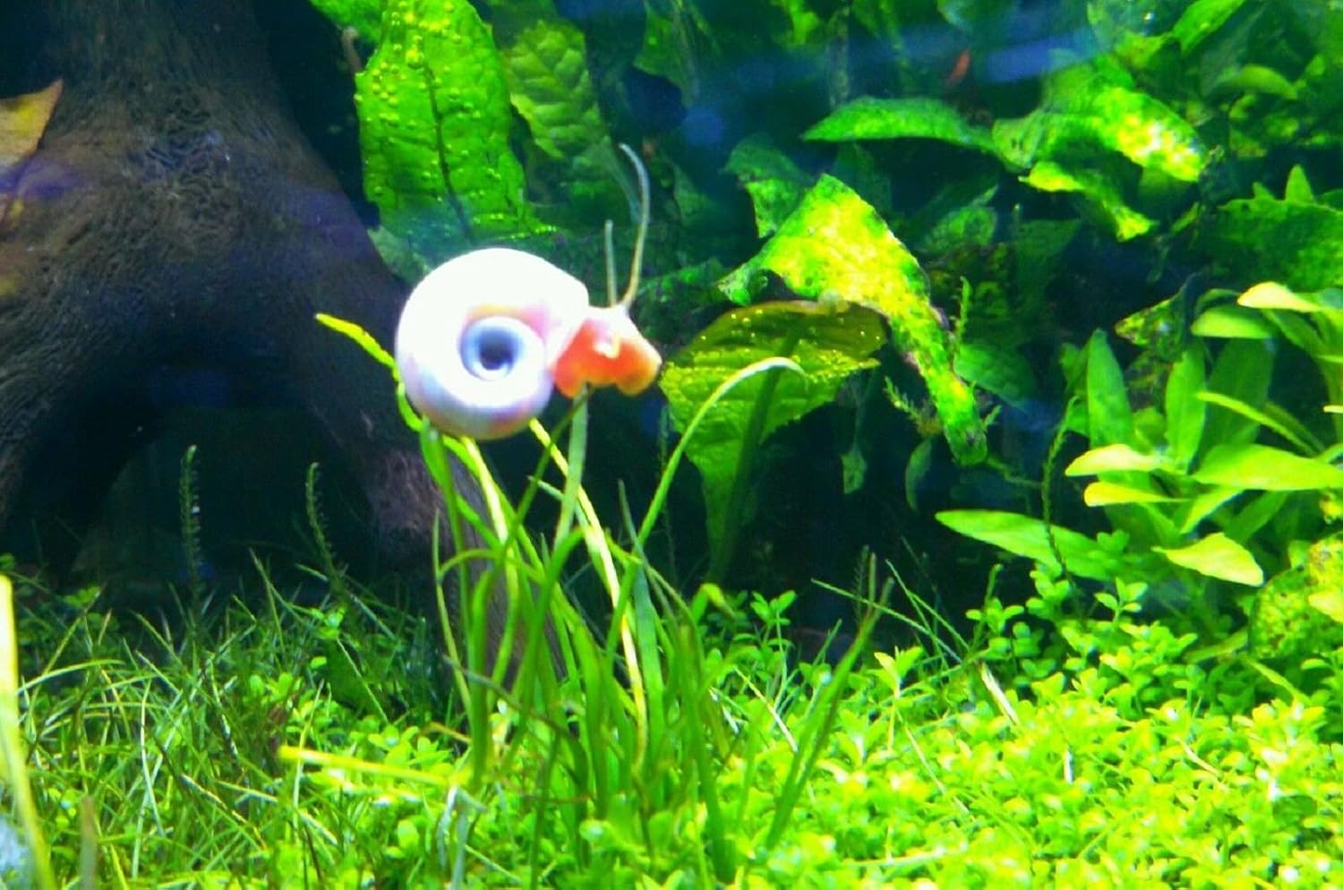 9+ Live Ramshorn Snails Aquarium or Pond, Algae Clean Up! Shipped Daily!
