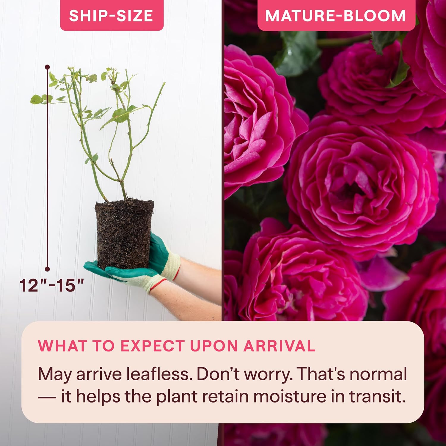 Heirloom Floribunda Roses, Live Own Root Plant, Koko Loko™ | Moderately Fragrant, Hardiness Zones: 6-10, Repeat Blooming,For Outdoor Gardens, Planters, and Pots