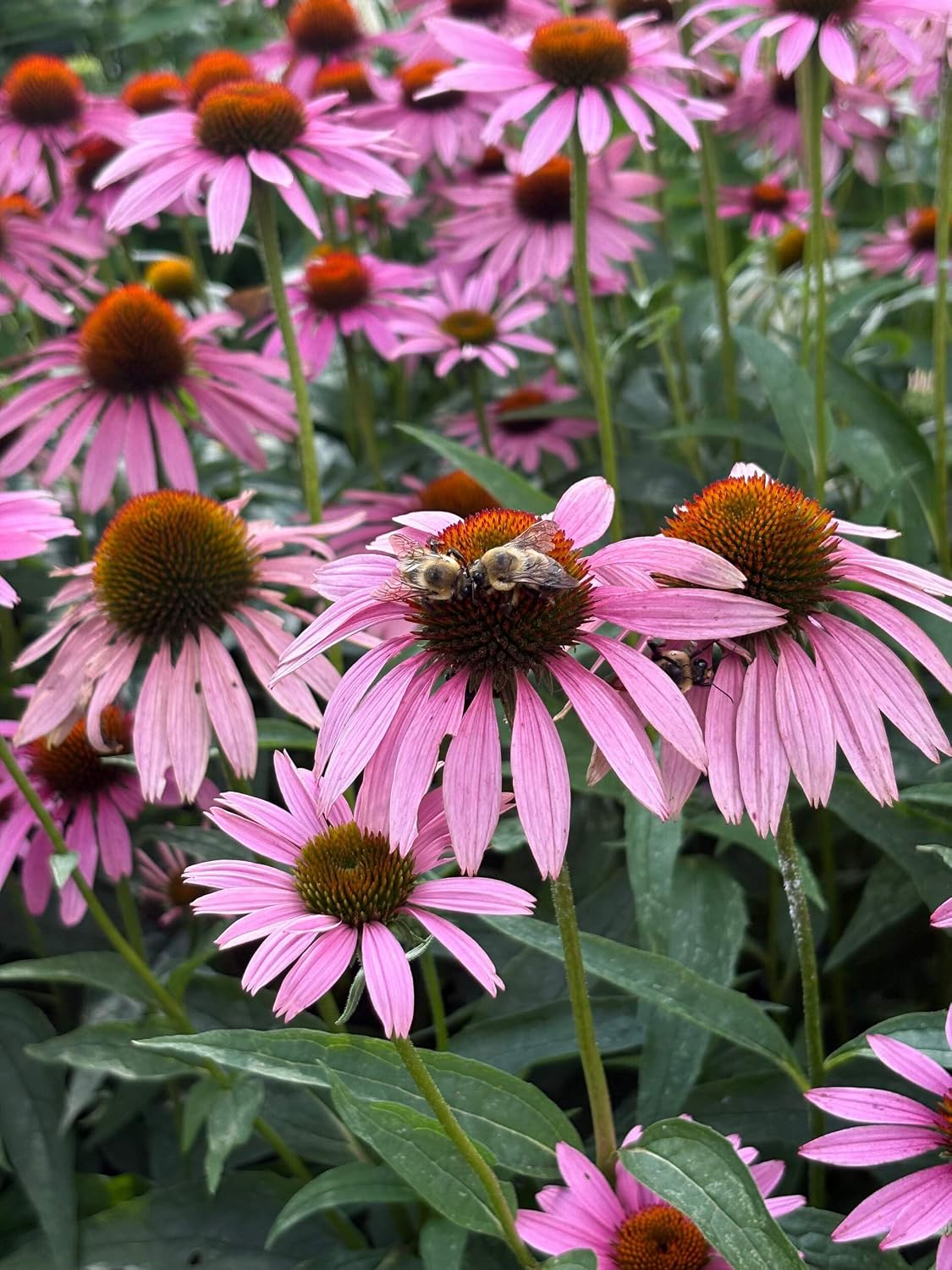 Echinacea purpurea ‘Cheyenne Spirit’ (Coneflower) Live Perennial, Size-#1 Container, Mixed Color Summer Flowers, USDA Zones 4-8