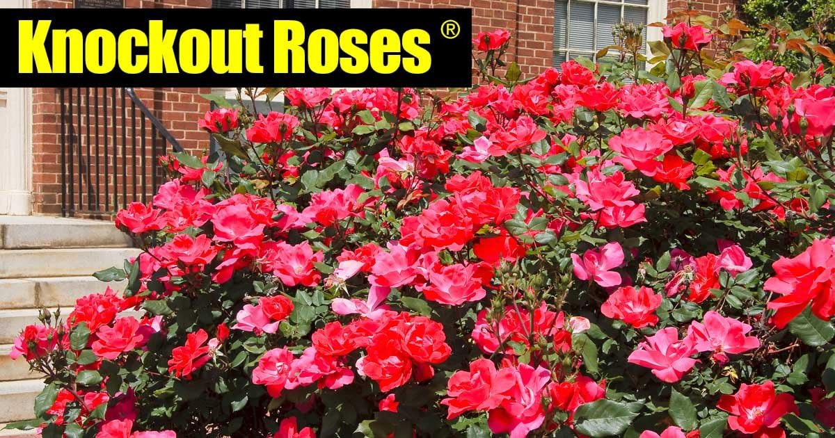 Knock Out Rose Bush (1 Plant, 1 Gallon Pot). A True Knock Out Guaranteed to add an Extra Punch to Your Garden.
