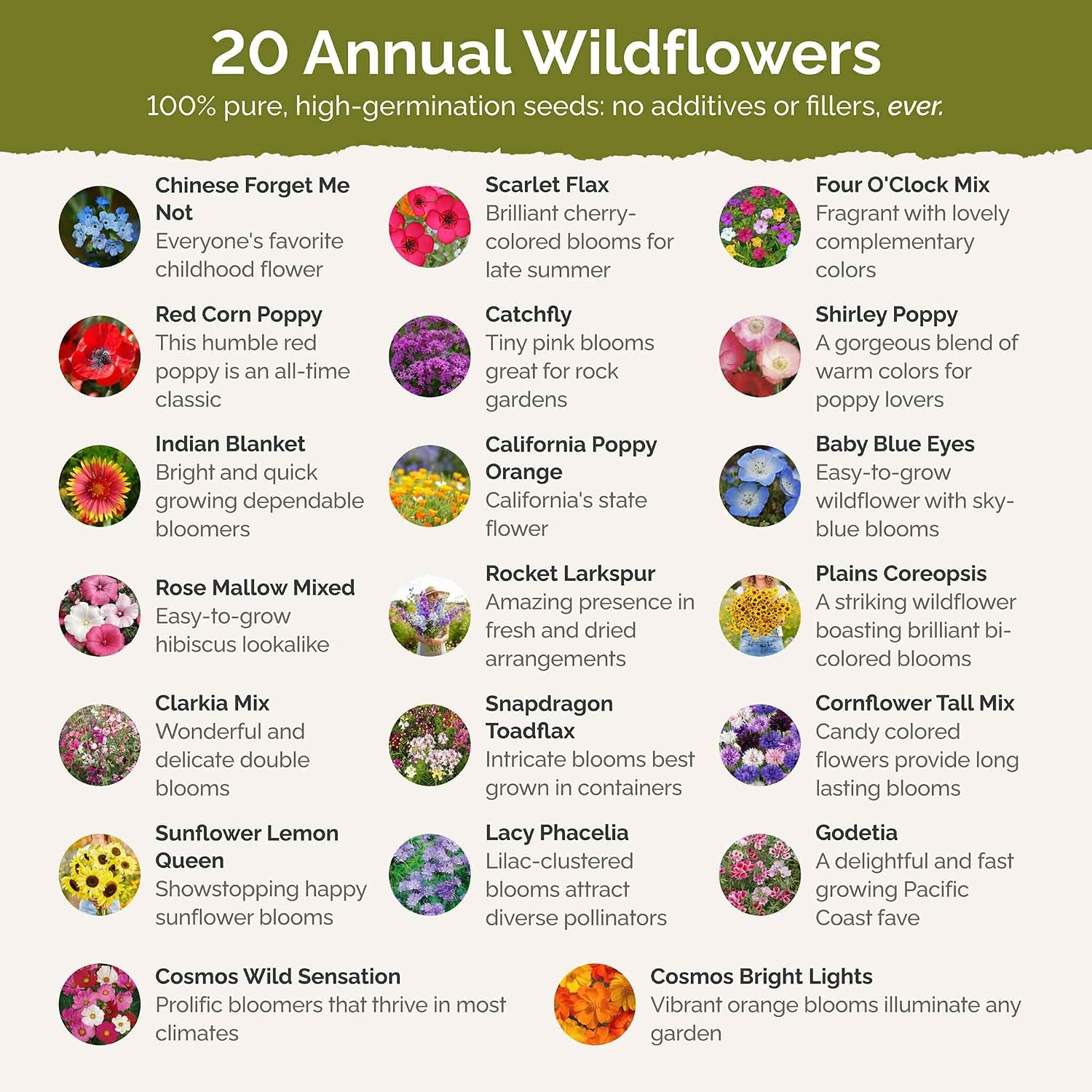 Eden Brothers All Perennial Wildflower Mixed Seeds for Planting, 1 lb, 480,000+ Seeds with Lupine, Shasta Daisy | Attracts Pollinators, Plant in Spring or Fall, Zones 3, 4, 5, 6, 7, 8, 9, 10