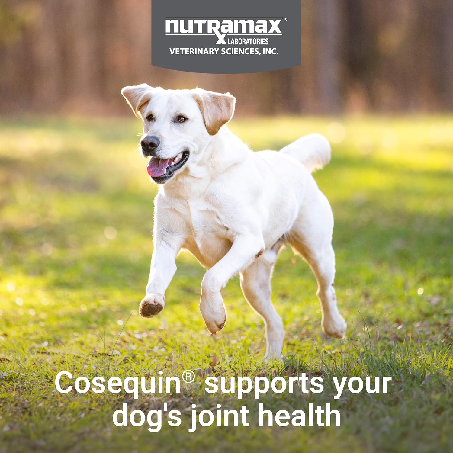 Nutramax Cosequin Joint Supplement for Dogs, Chewable Tablets, 132ct | Glucosamine + Chondroitin for Dogs with MSM, Supports Healthy Joints, All Breeds & Sizes, All Ages