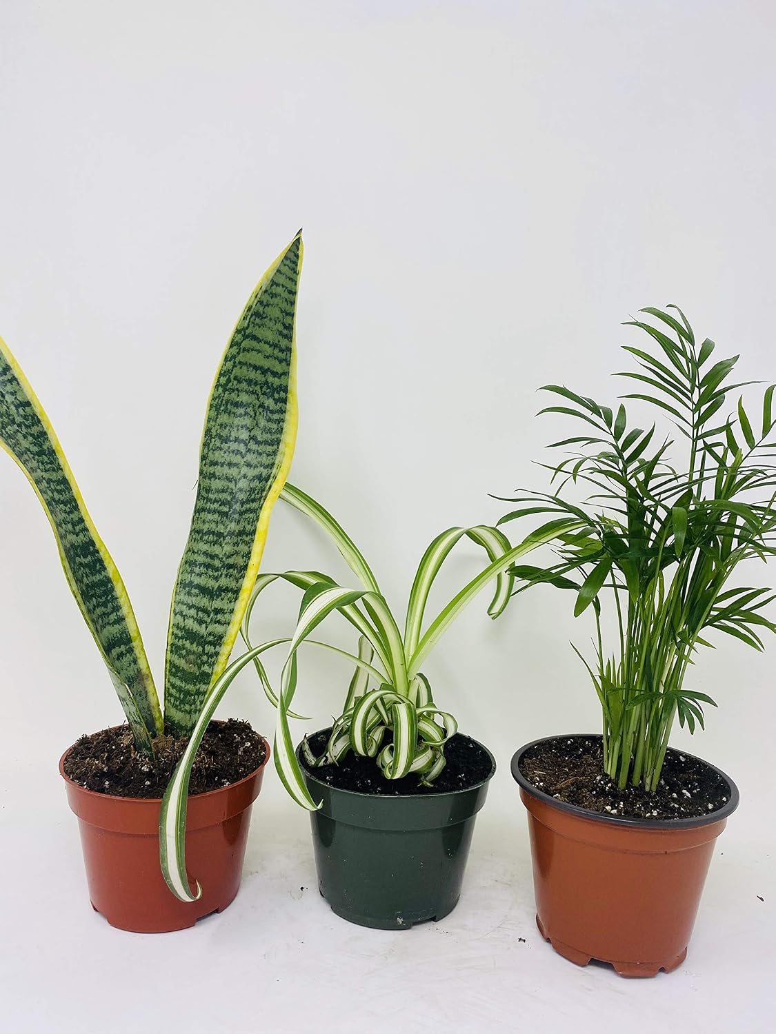 House Plant Collection - Parlor Palm, Spider Plant, Snake Plant