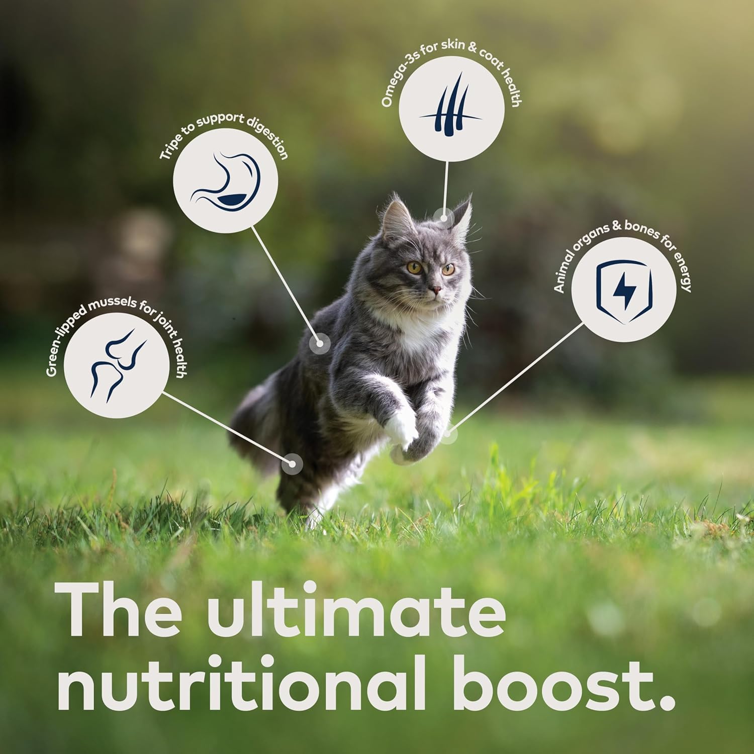 ZIWI Peak Wet Cat Food – All Natural, High Protein, Grain Free, Limited Ingredient, with Superfoods (Venison, Case of 12, 6.5oz Cans)
