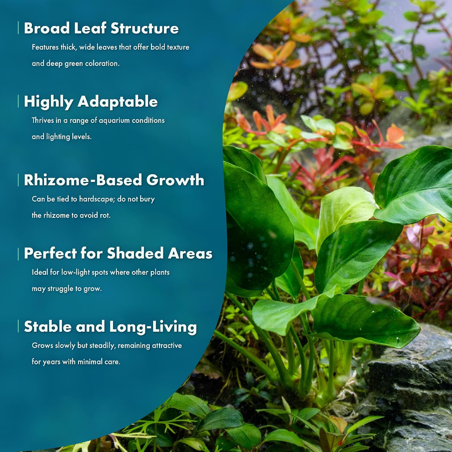 Anubias Nana Live Aquarium Plants - Potted Freshwater Plant for Fish Tanks, Terrariums - Beginner Friendly Low Light (1 Pot)