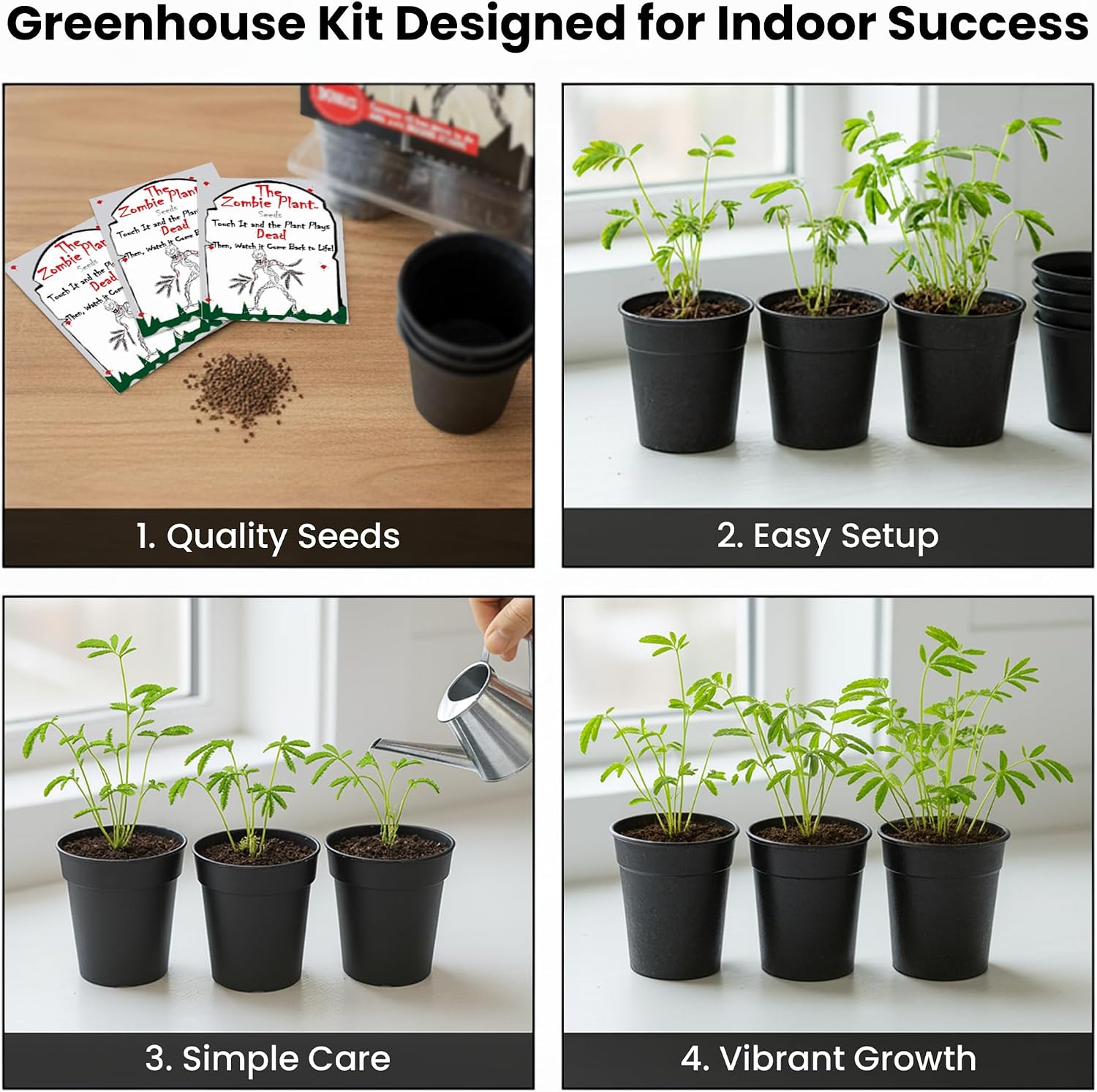 Zombie Plant Seed Packets – Grow a Live Sensitive Plant that Plays Dead When Touched! Indoor Plant Seeds & Educational STEM Activity | House Plant Seeds | Unique Garden Seeds – 2 Pack