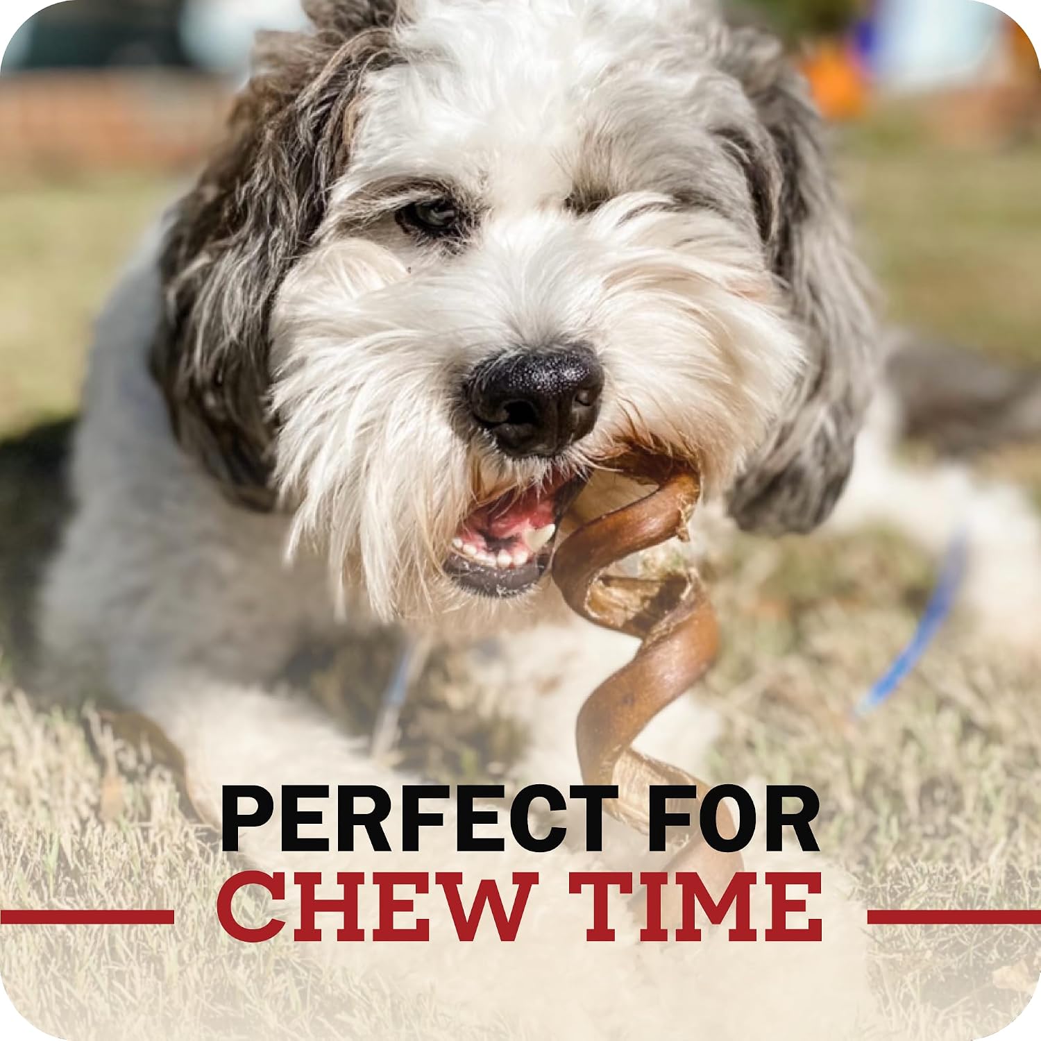 Redbarn Pet Products All-Natural Bully Stick Rings for Dogs - Long Lasting Rawhide Chew Treat - Case of 35 | Long-lasting dental treats