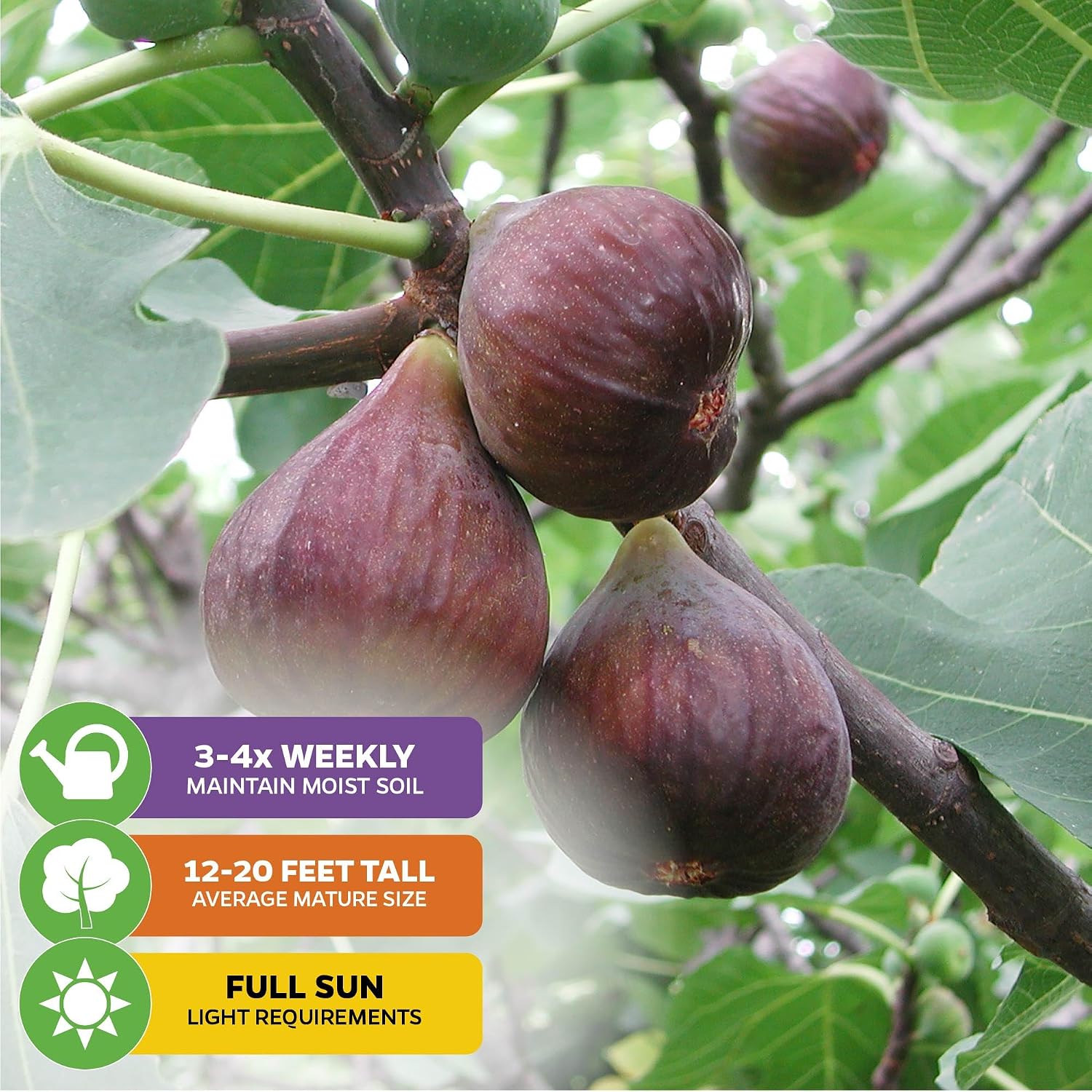 Chicago Hardy Fig Tree (1-Pack) Live Starter Plant by Wellspring Gardens | Ficus carica | Hardy & Fruitful | Ideal for Gardens | Purple-Skinned Fig | Edible Landscape Plant | Food forest
