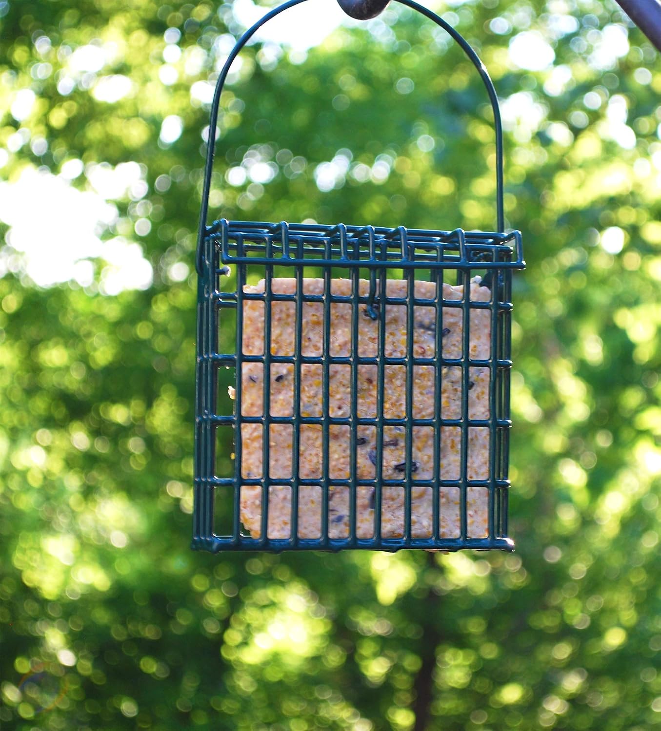 Suet Plus Zesty Orange Suet 12 Pack