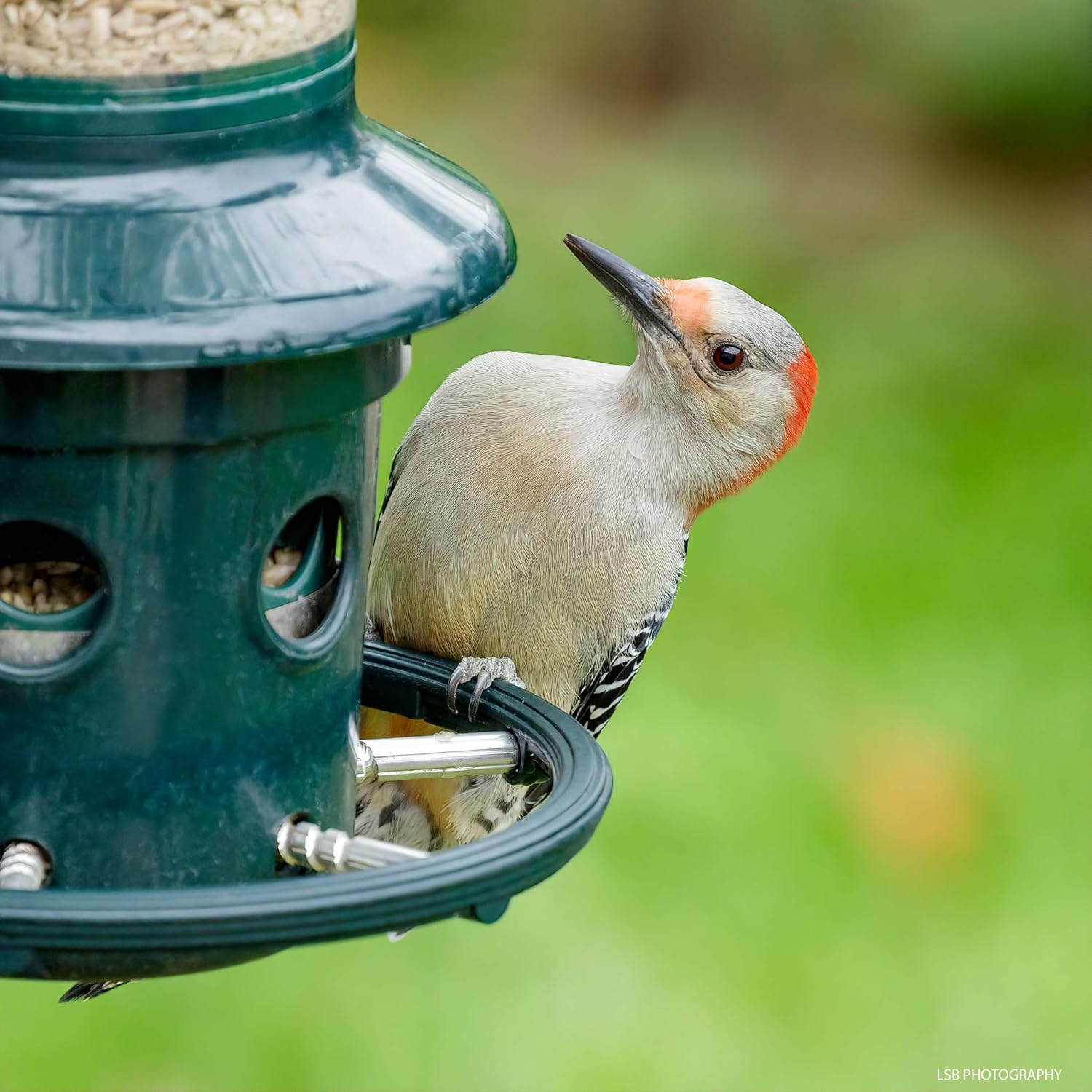 Squirrel Buster Plus Squirrel-proof Bird Feeder w/Cardinal Ring and 6 Feeding Ports, 5.1-pound Seed Capacity, Adjustable