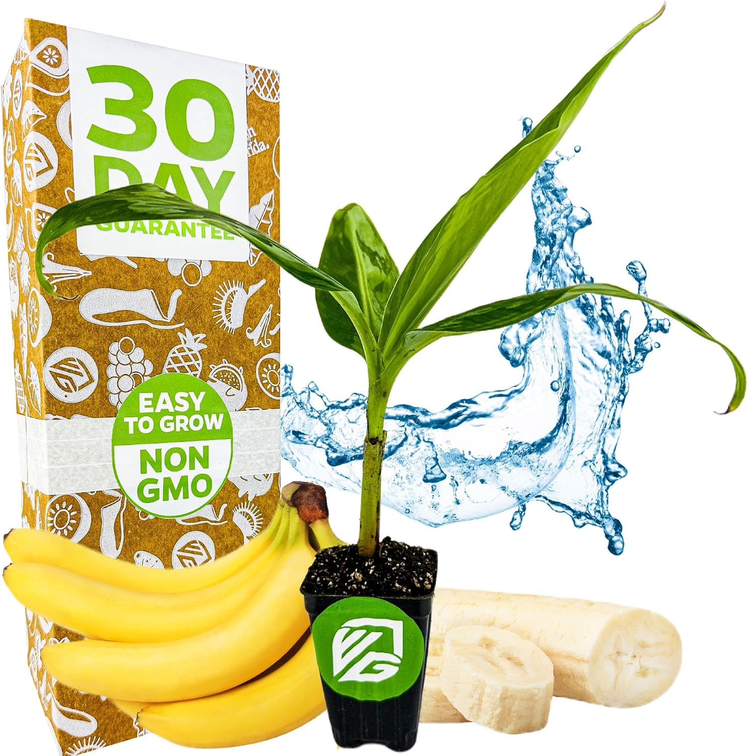 Ice Cream Banana Tree (1-Pack) Live Plants by Wellspring Gardens | Easy to Grow Plants for Nature Lovers & Gardeners- Outdoor Planting in Patio | Musa acuminata