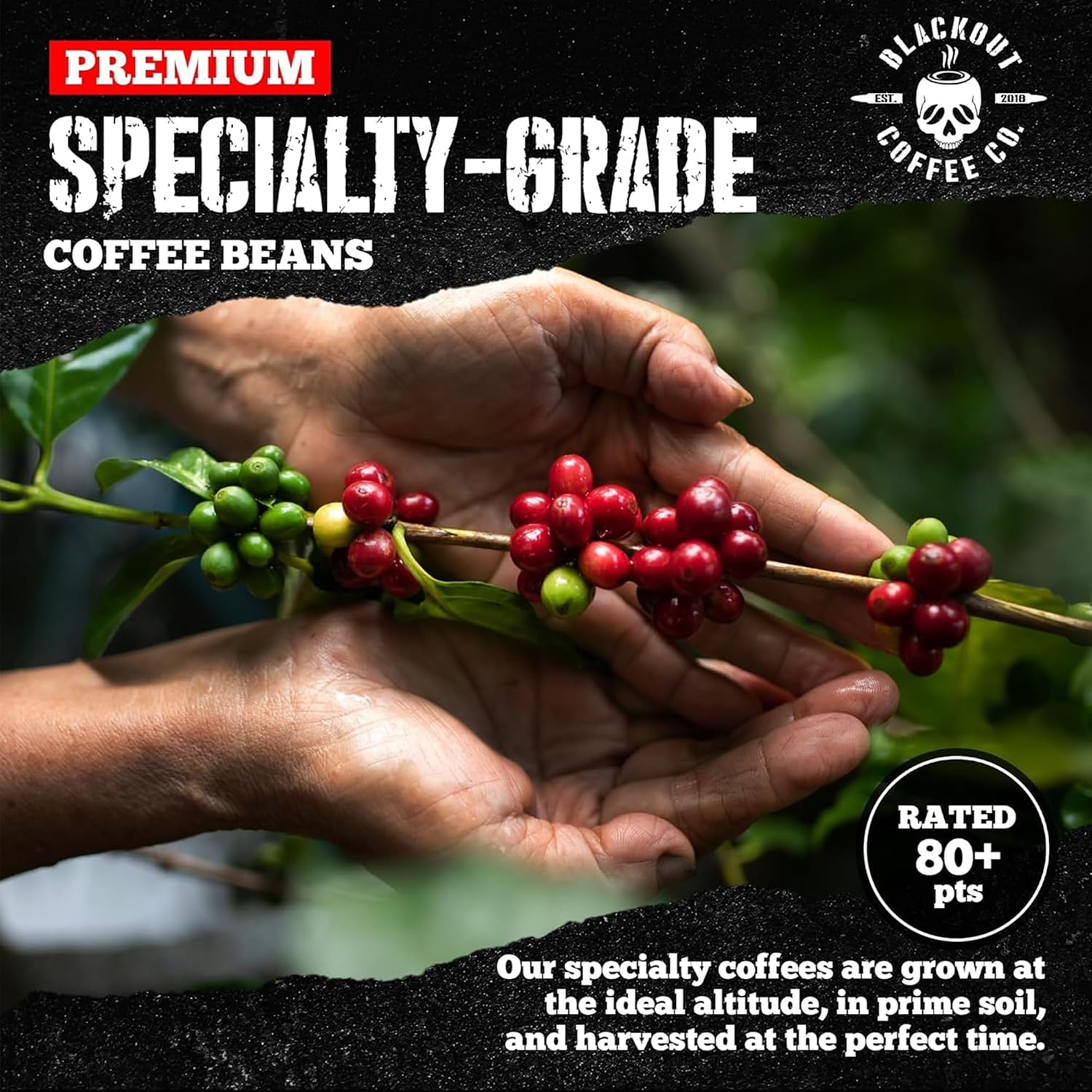 Blackout Coffee Pitch Black Espresso Whole Bean Coffee – Extra Dark Roast, European-Style, Powerfully Bold – Freshly Roasted 12oz Bag.