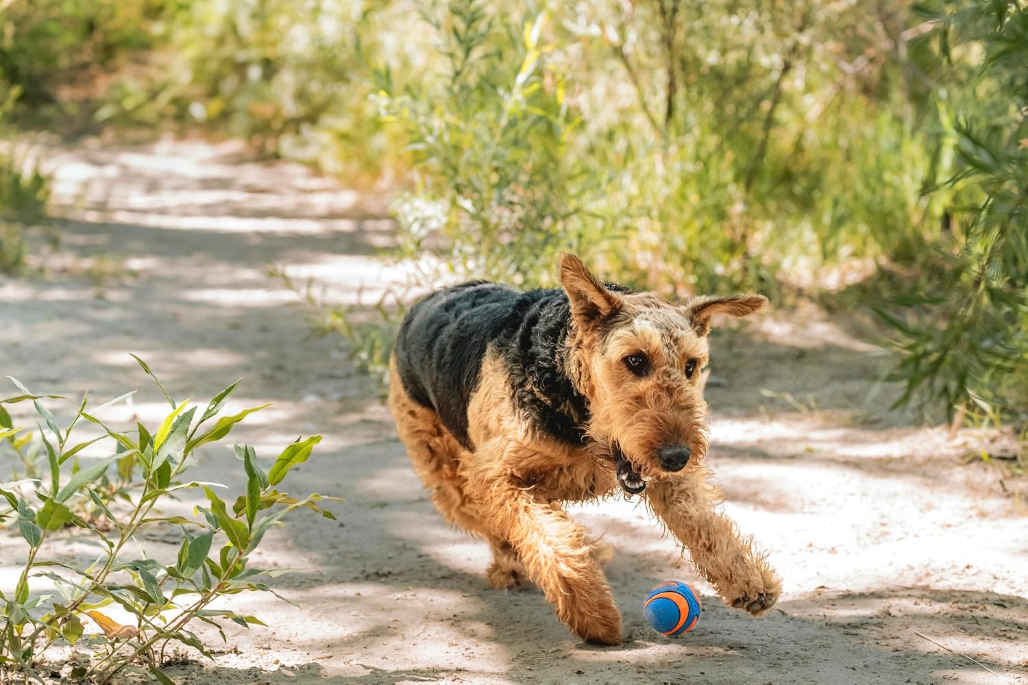 Chuckit! Ultra Ball Dog Toy, Balls for Dogs to Fetch, Durable Rubber, Small 2-inch, Pack of 2