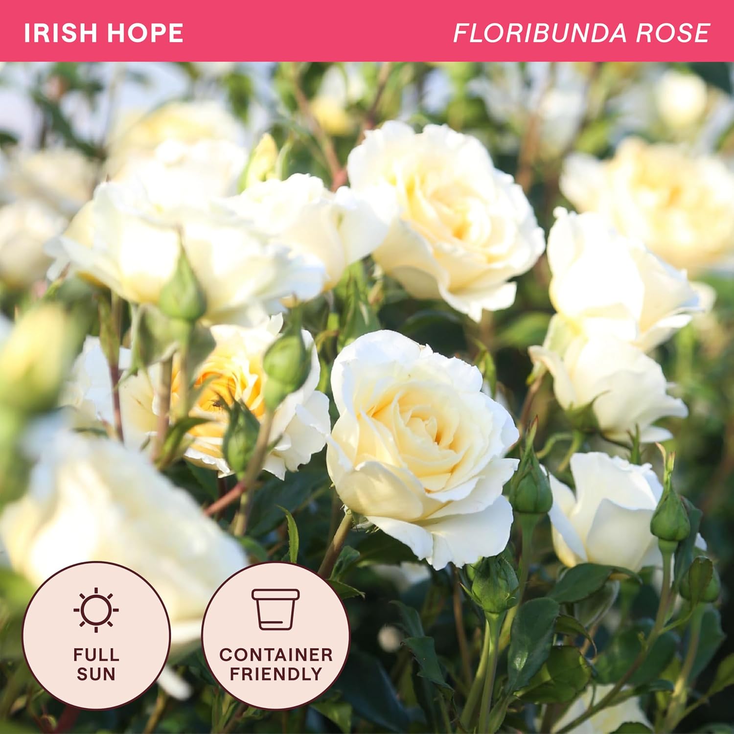 Heirloom Floribunda Roses, Live Own Root Plant, Julia Child™ | Moderately Fragrant, Hardiness Zones: 6-10, Continual Blooming,For Outdoor Gardens, Planters, and Pots