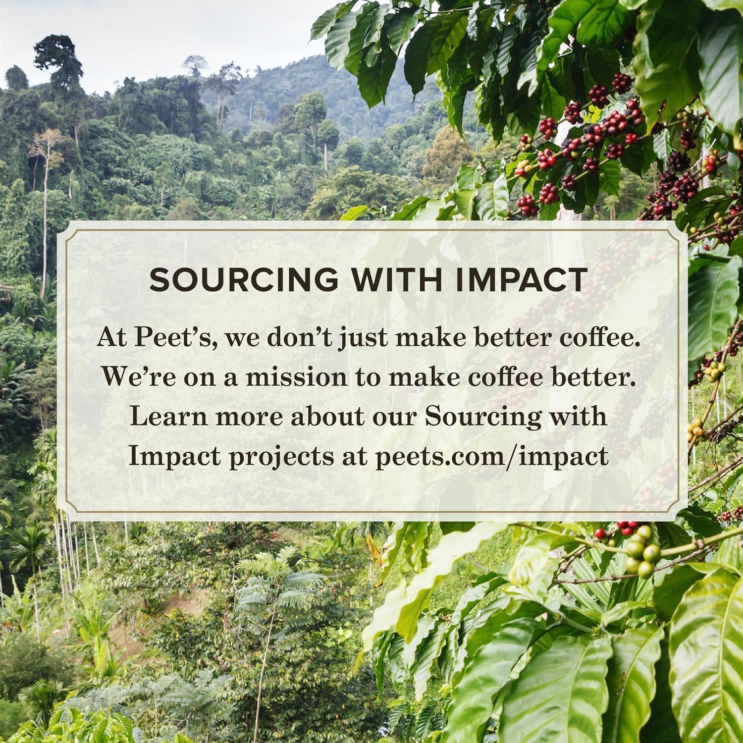 Peet's Coffee, Dark Roast Ground Coffee, 100% Arabica Coffee - Major Dickason's Blend 18 Ounce Bag