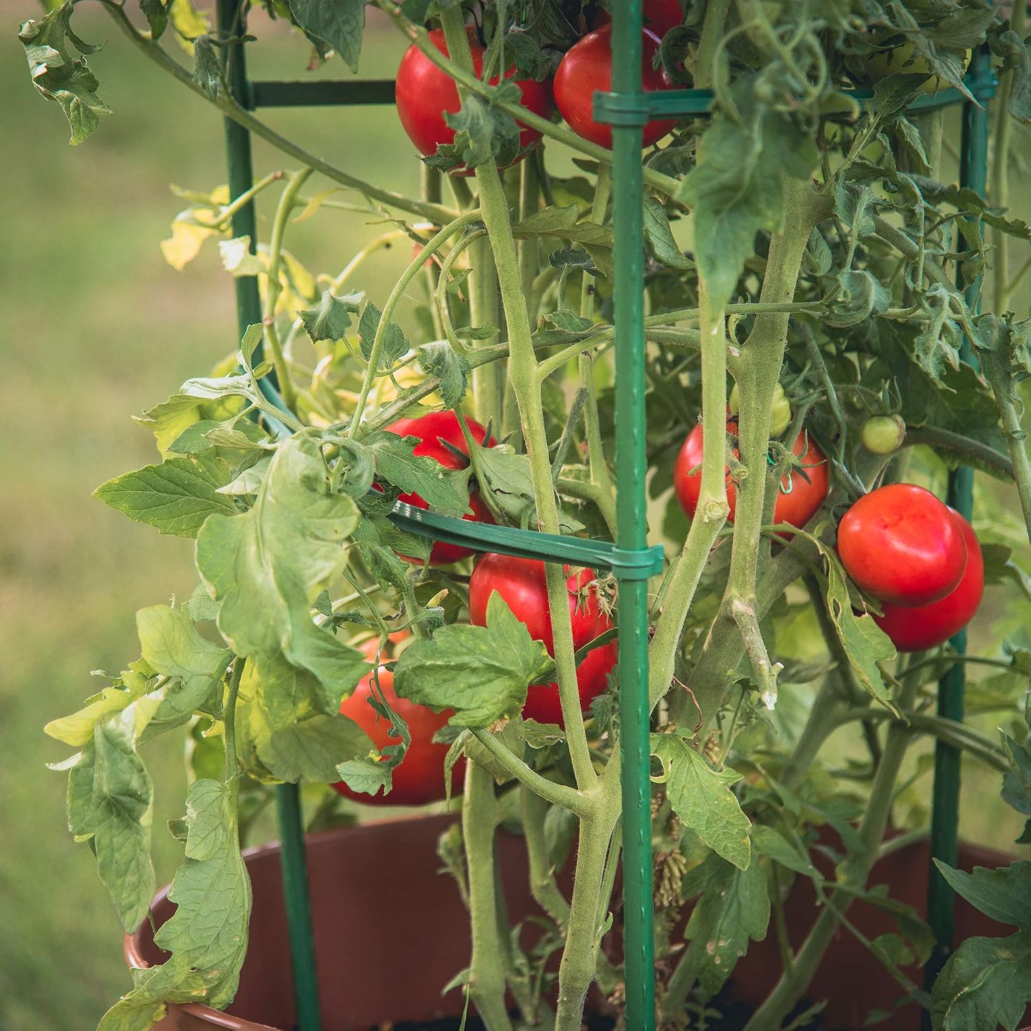 Gardener's Blue Ribbon 3-Pack Ultomato Tomato Plant Cage, Black, Model Number: TMC3PACK