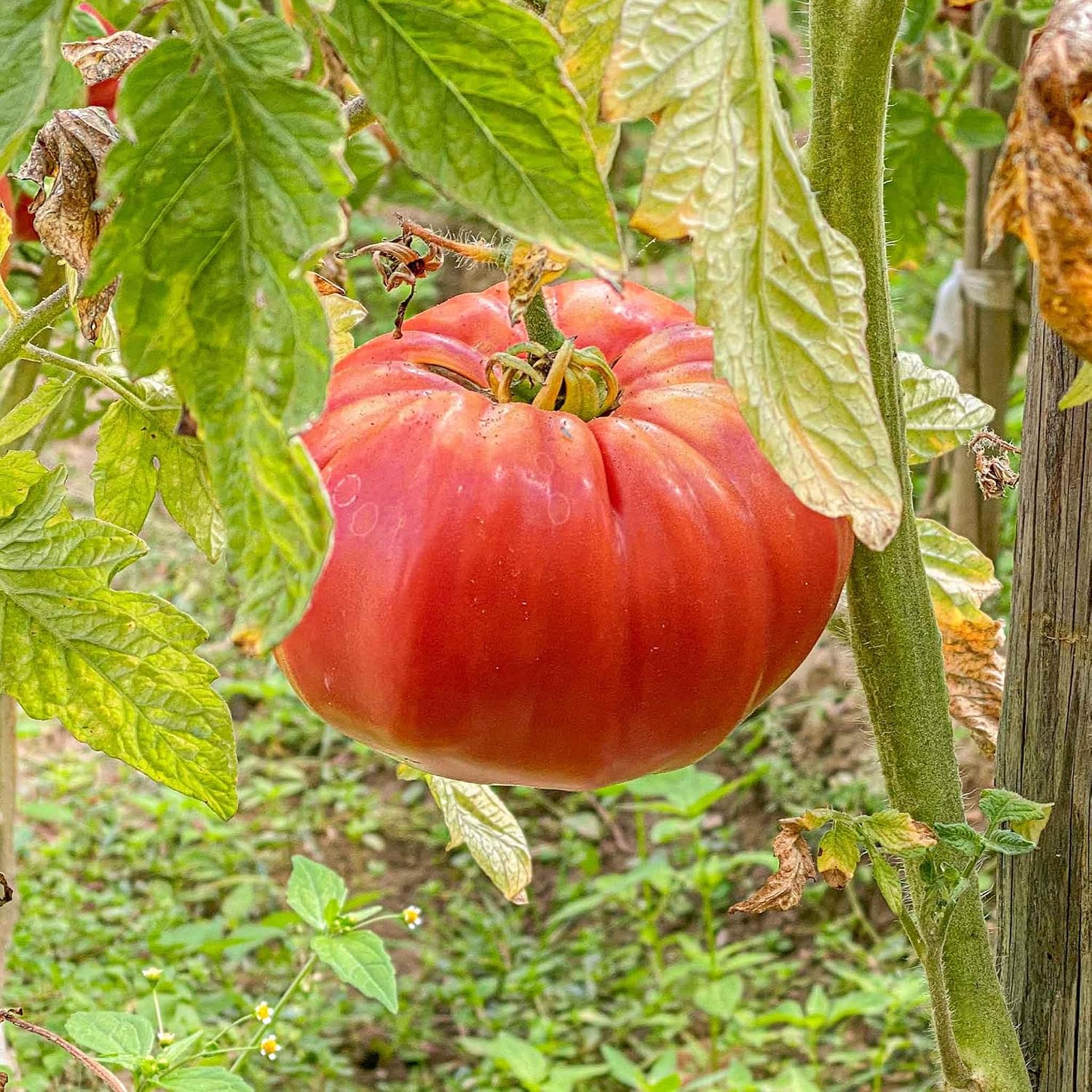 Eden Brothers Tomato Seeds - Persimmon Non-GMO Seeds for Planting, 1 oz | Low-Maintenance Vegetable Seeds, Plant During Warm Season, Zones 10, 3, 4, 5, 6, 7, 8, 9