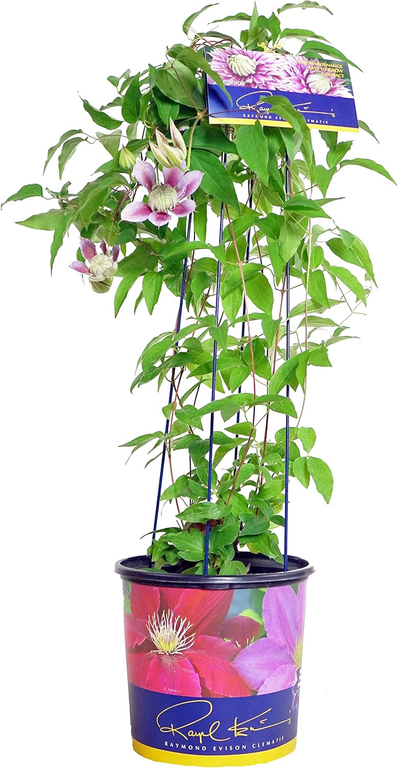 Raymond Evison Clematis - Clematis Giselle (Clematis) Perennial, pink flowers, 8`` - Size Container