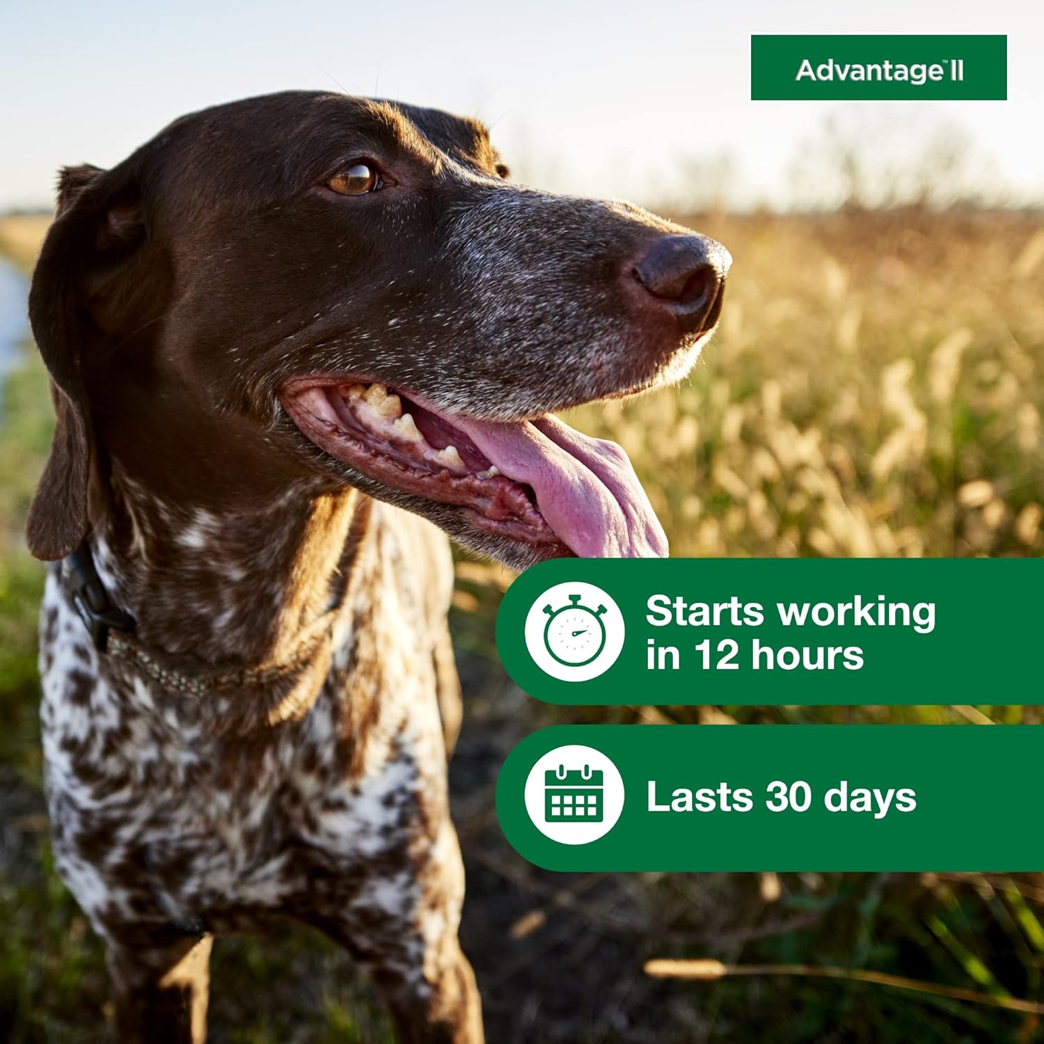 Advantage II Large Dog Vet-Recommended Flea Treatment & Prevention | Dogs 21-55 lbs. | 4-Month Supply