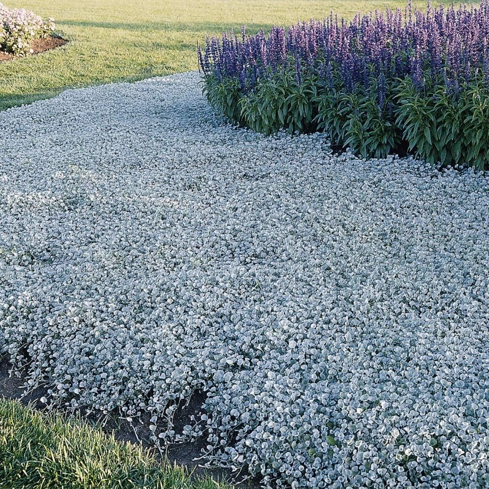 Outsidepride Perennial Dichondra Repens Seeds - 2 lbs Dense Green, Low-Maintenance Ground Cover Seeds for Planting, Ideal Lawn Alternative in Sun or Shady Areas & Erosion Control in USDA Zones 8-11