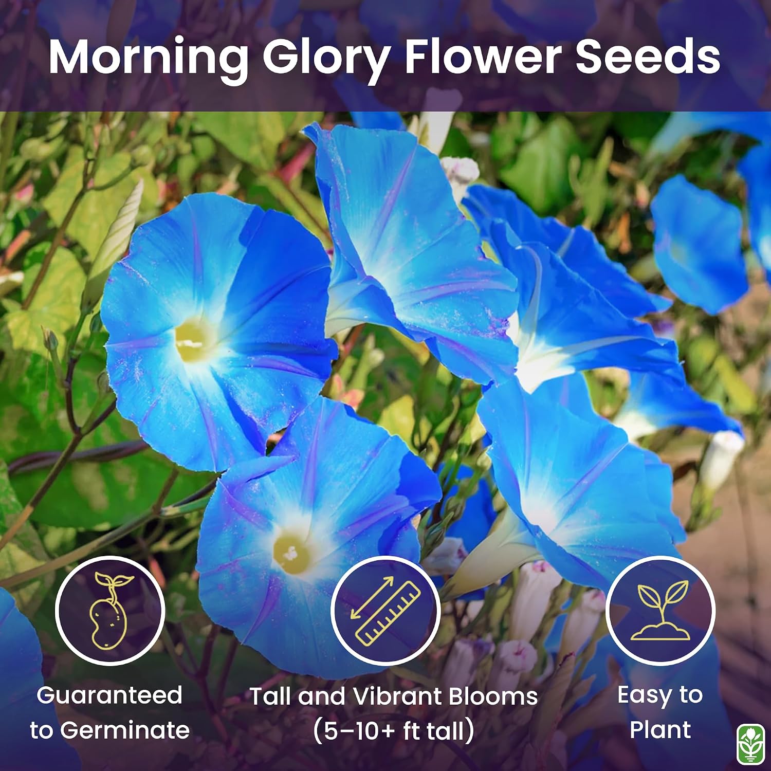 Morning Glory Seeds for Planting - 250 Fresh Seeds - Heavenly Blue Climbing Vine Flower Seed - Attracts Butterflies & Hummingbirds - Fast Growing