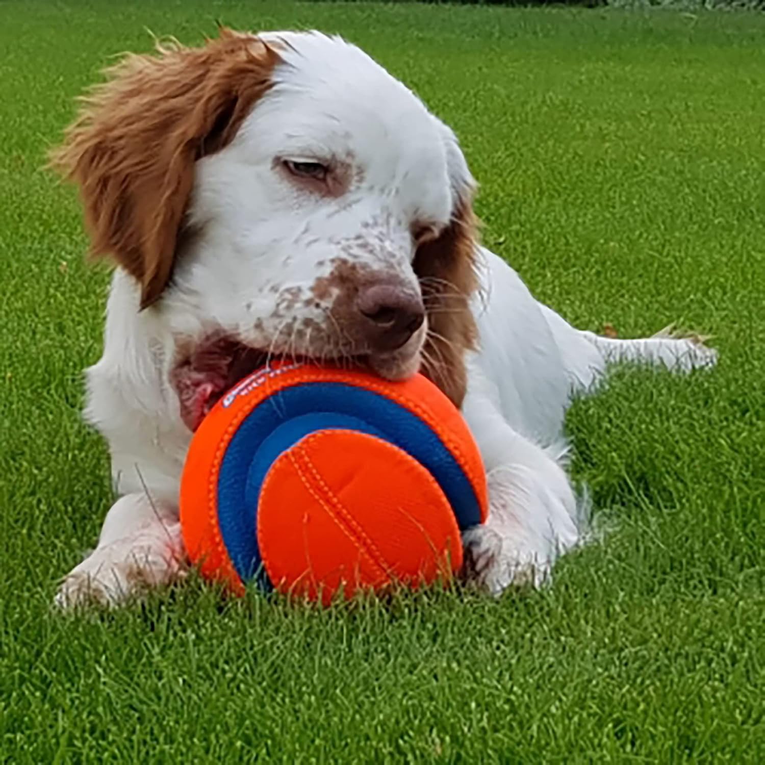 Chuckit! Kick Fetch Ball Dog Toy, Floats in Water, Large 8 Inch Diameter | Durable rubber and foam build, interactive play design, great for pool or lake sessions, built for big breed dogs each day