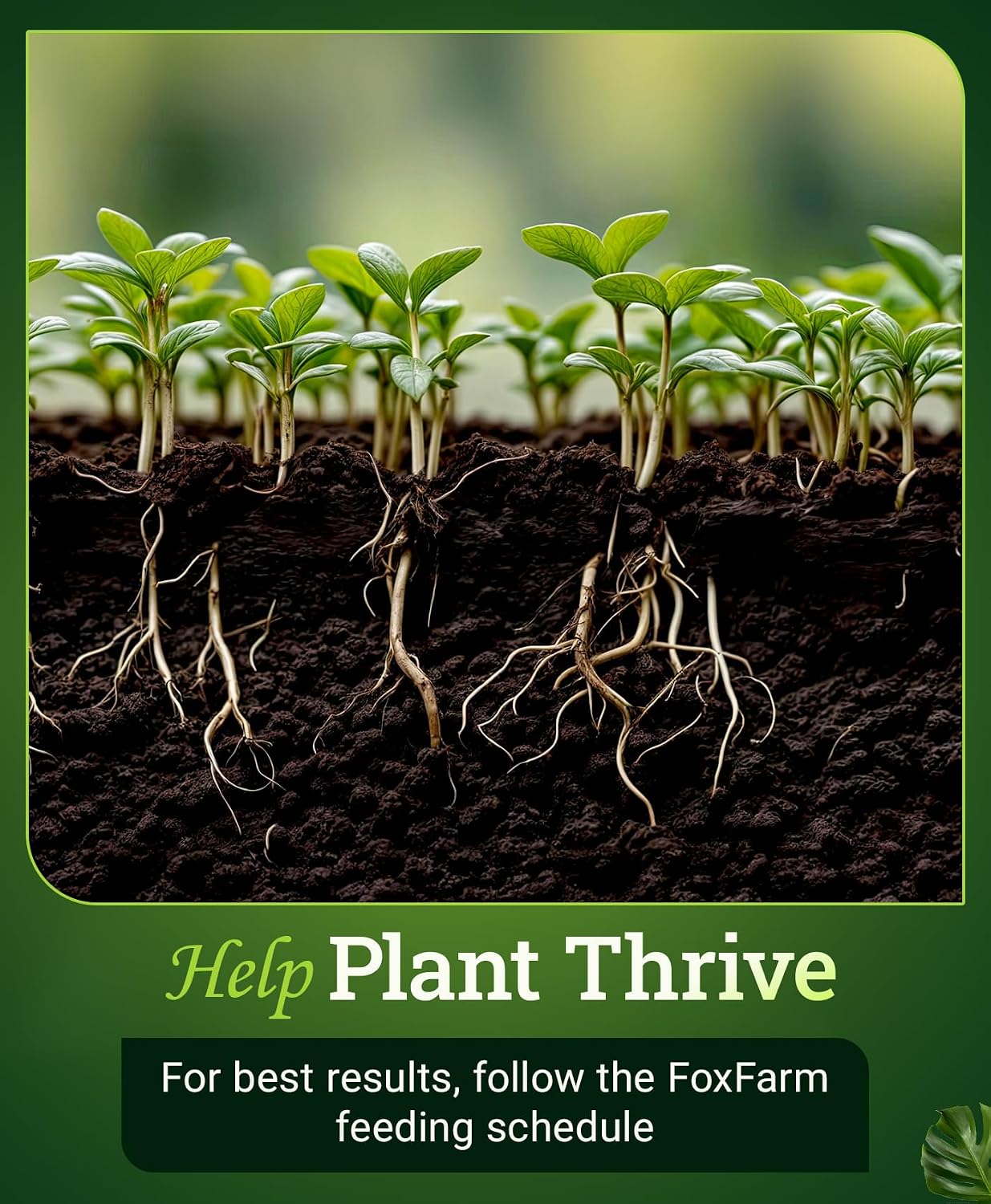 FoxFarm Bush Doctor Kangaroots Root Drench Inoculant – Enhances Root Efficiency, Immediate Nutrient Uptake, Custom Soil Microbes - Ideal for Hydroponic & Soil Applications - 1 Quart