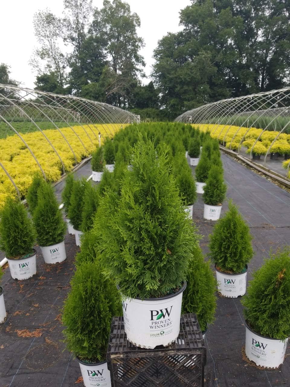 Live Plant Thuja-X Green Giant Evergreen Tree (Western Arborvitae), 3-Gallon Fully Potted Plant from Green Promise Farms