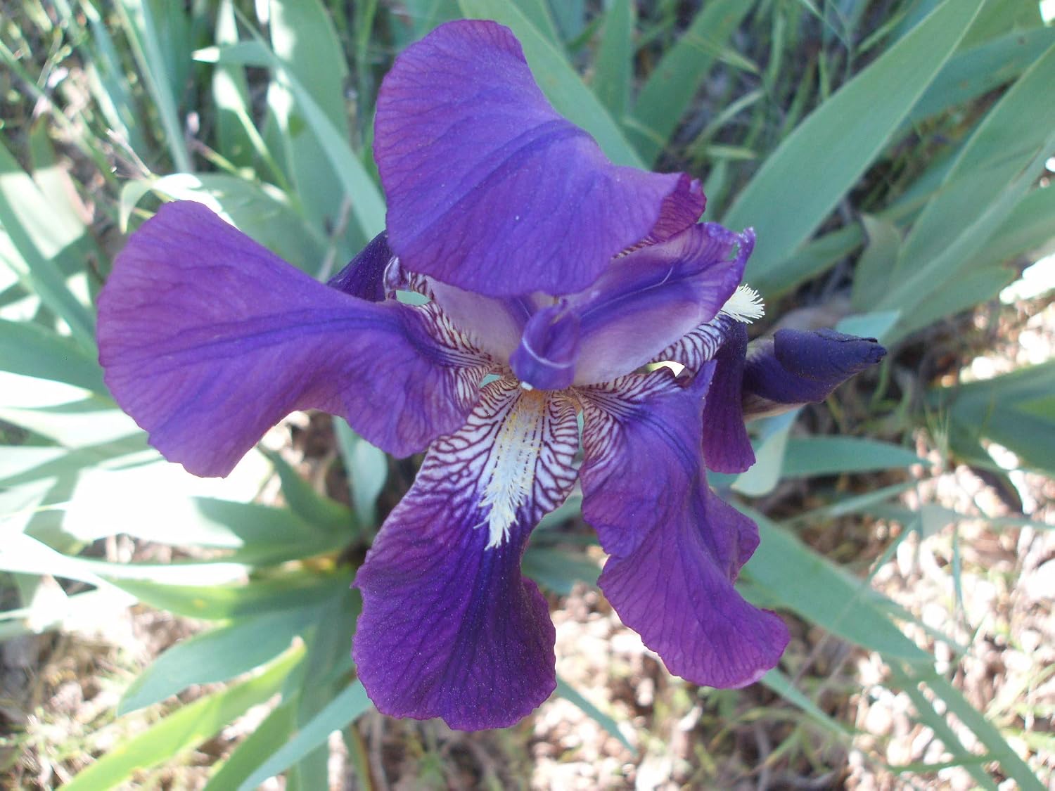 PURPLE/BLUE GERMAN BEARDED REBLOOMING IRIS (1) Rhizome/Bulb/Root Ready for Planting Now
