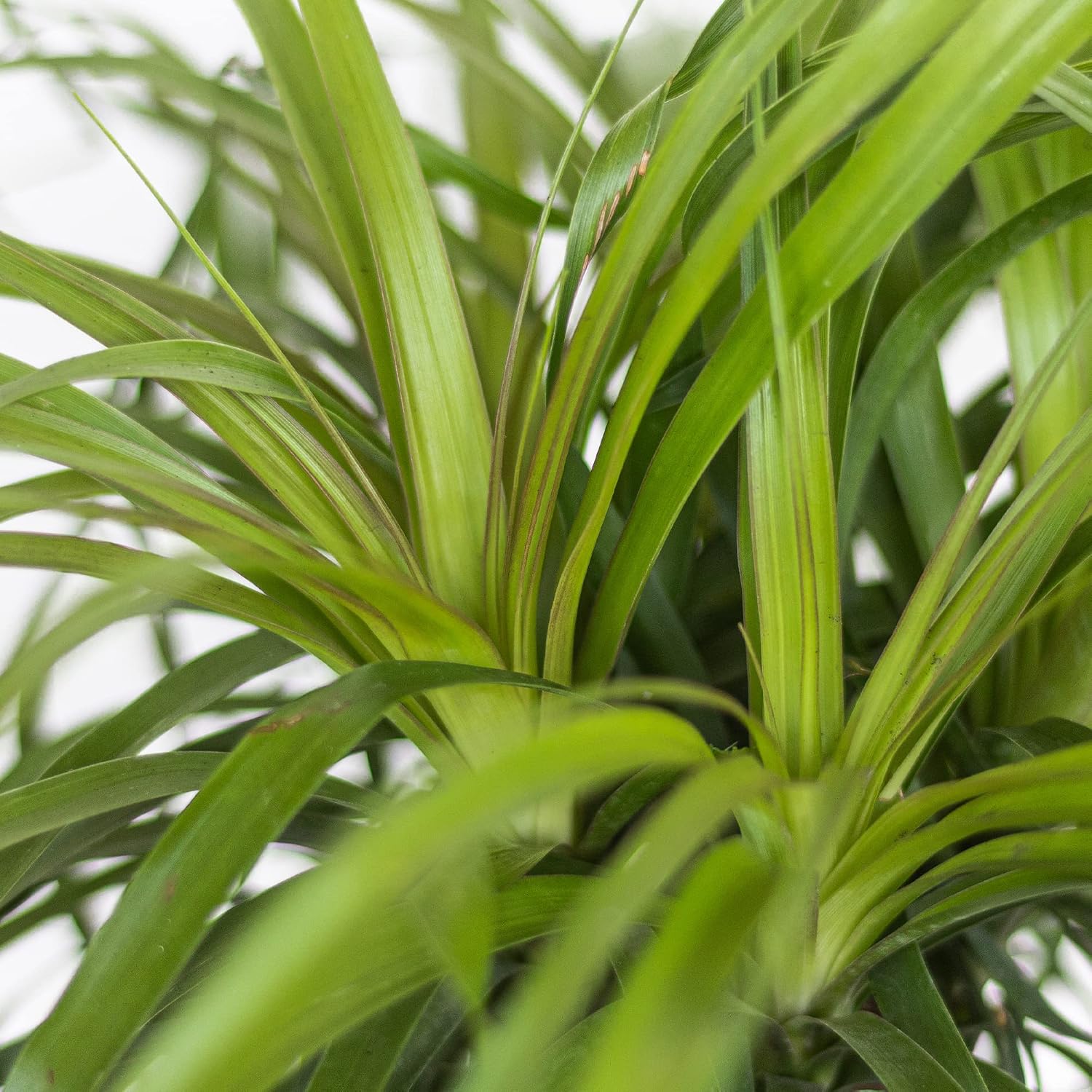Ponytail Palm Live Plant by United Nursery Indoor House Plant for Home, Patio, or Office Decor (Plant Pot, 10-inch Pot)