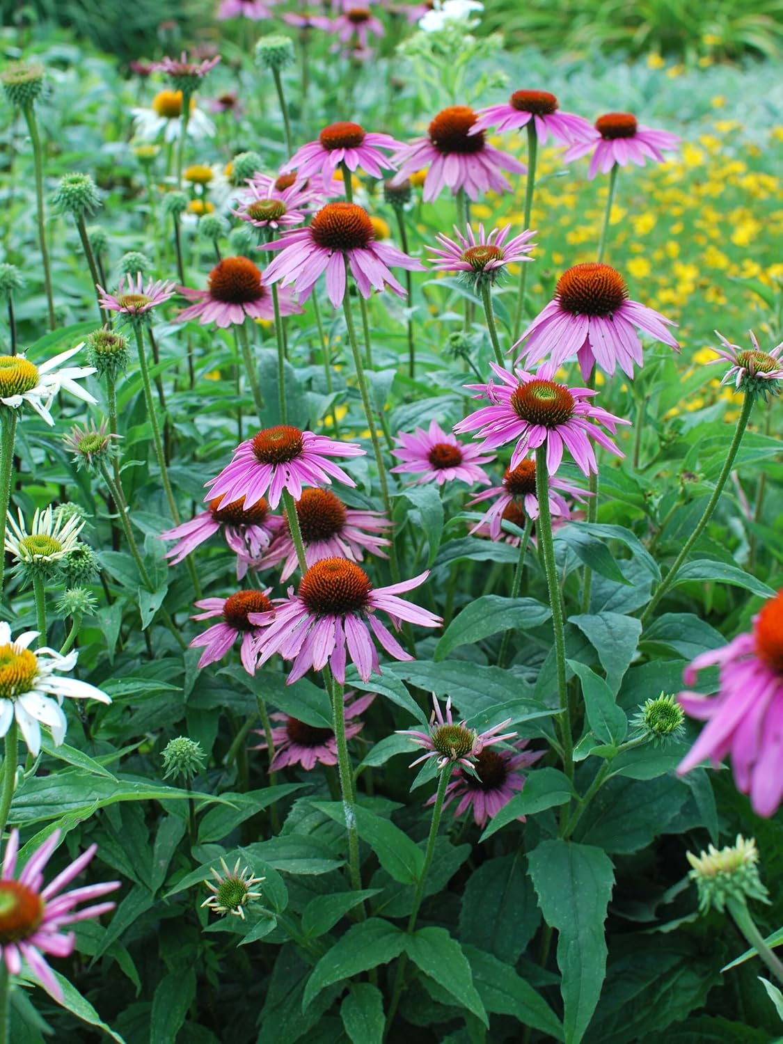 Echinacea purpurea ‘Cheyenne Spirit’ (Coneflower) Live Perennial, Size-#1 Container, Mixed Color Summer Flowers, USDA Zones 4-8